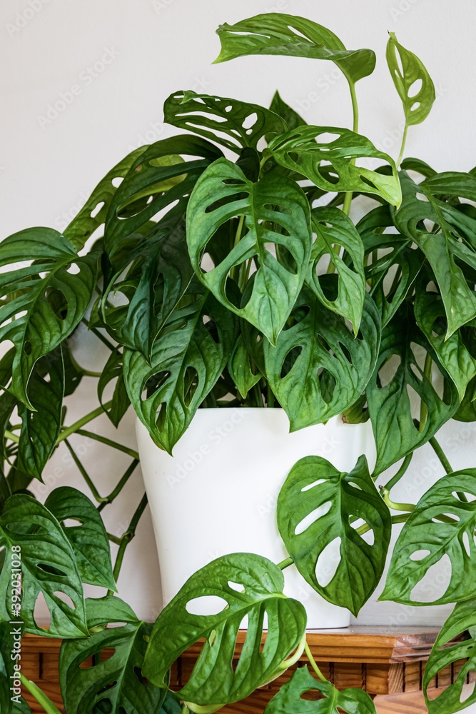 Monstera%20Monkey%20Delikli%20ithal%2012cm%20Saksıda