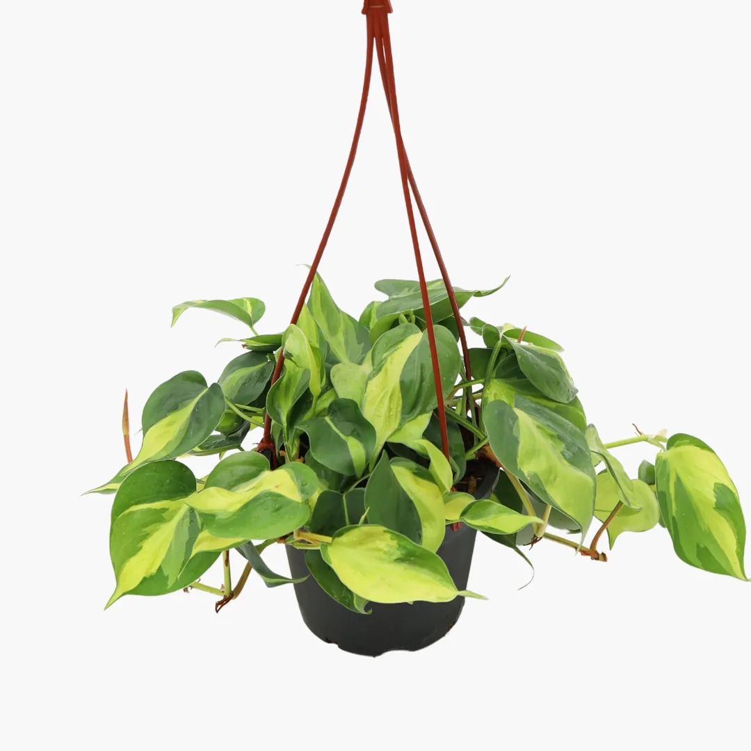 Salon%20%20Sarmaşığı-Philodendron%20Scandens%20Brasil