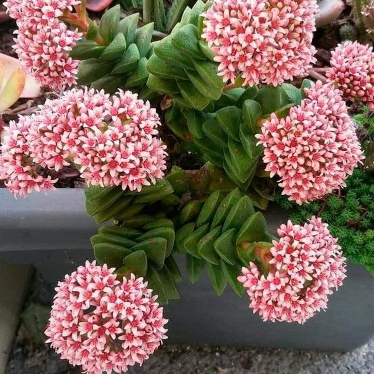 Crassula%20Springtime%20Sukulent