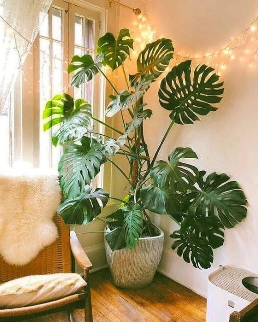 Deve%20Tabanı%20Bitkisi%20-%20Monstera%20Deliciosa-90-110%20Cm%20