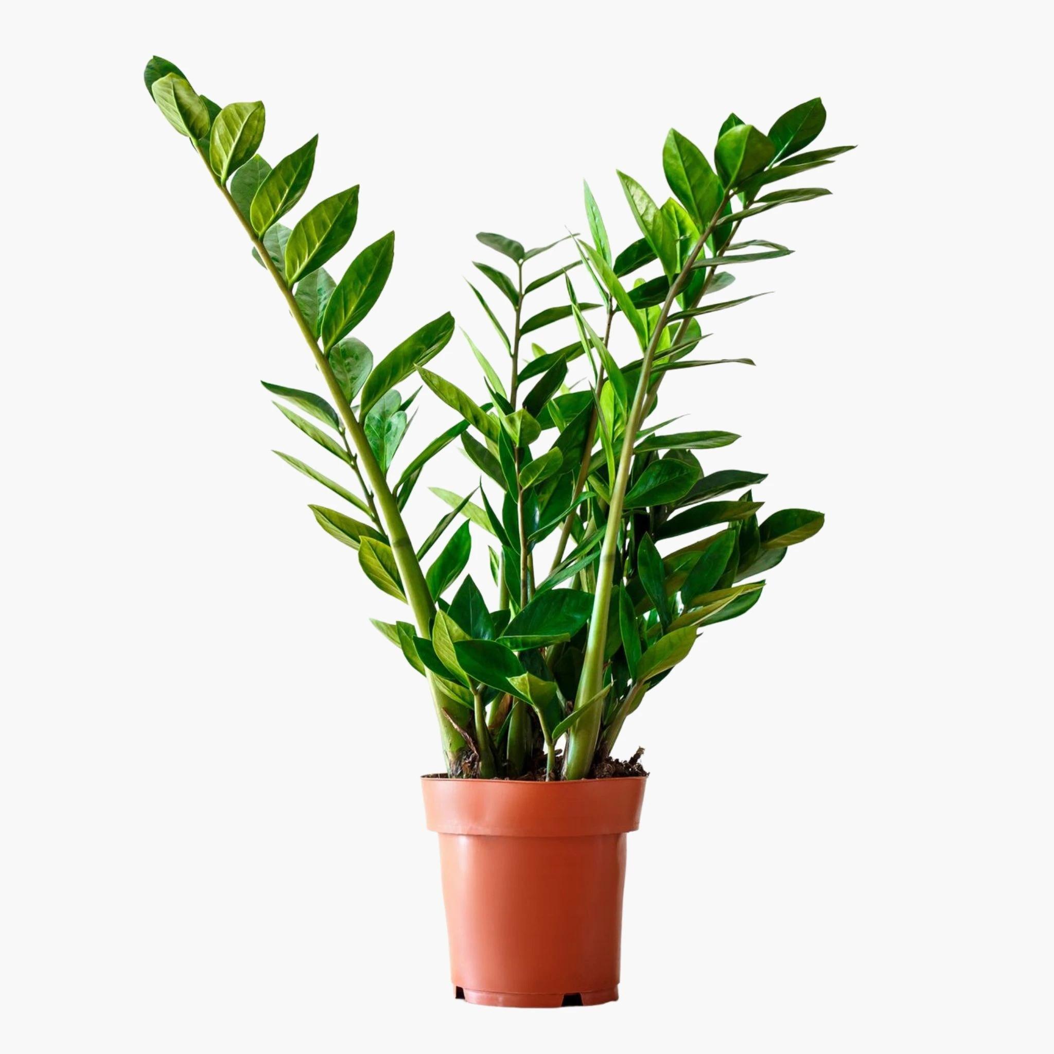 Zamia%20Bitkisi%20-%20Zamioculcas%20(Zz%20Bitkisi)