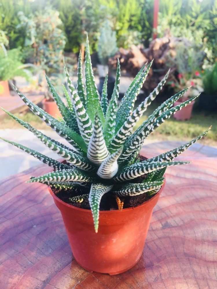 Haworthia%20Gasteria%20Sukulent%20