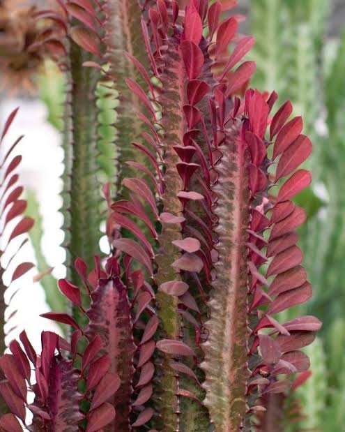 Euphorbia%20Trigona%20%20bordo%20%20(Süt%20Ağacı)50-70cmcm