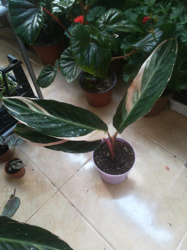 Uzun%20Yapraklı%20Dua%20Çiçeği%20Calathea%20Stromanthe%20Tricolor