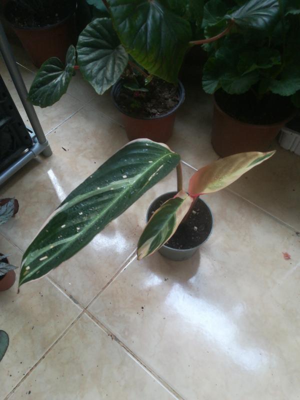 Uzun%20Yapraklı%20Dua%20Çiçeği%20Calathea%20Stromanthe%20Tricolor