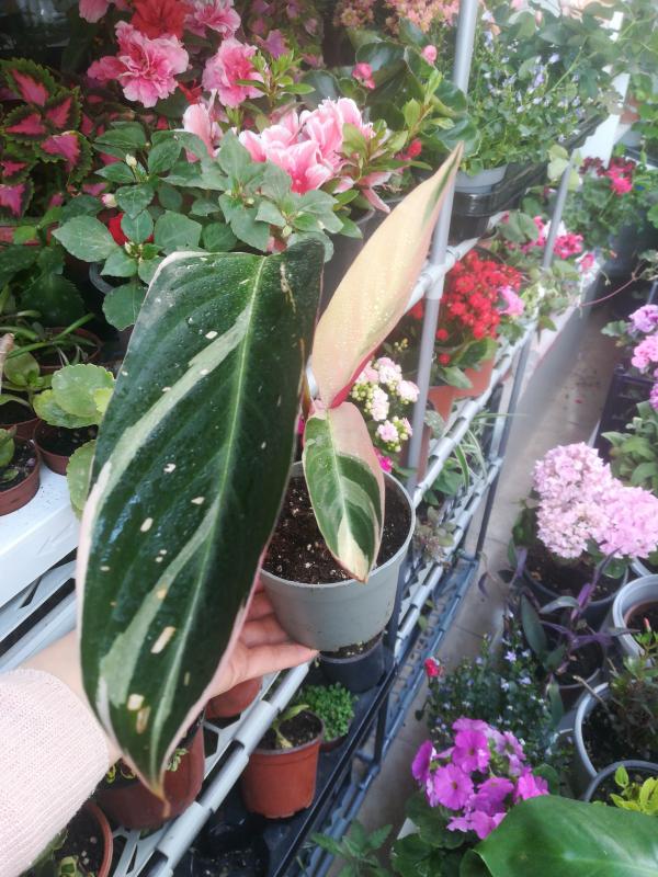 Uzun%20Yapraklı%20Dua%20Çiçeği%20Calathea%20Stromanthe%20Tricolor