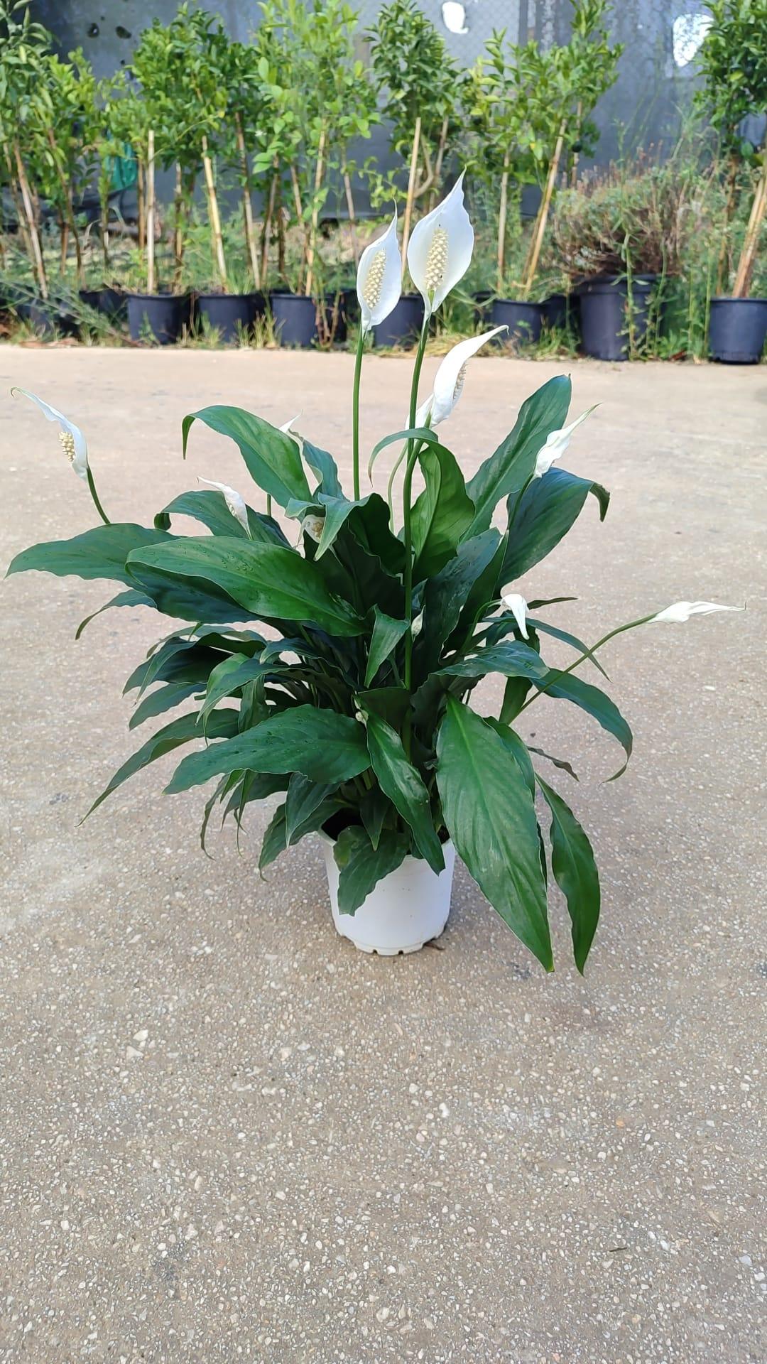 Barış%20-Yelken%20%20Çiçeği%20Spathiphyllum%2060-70cm