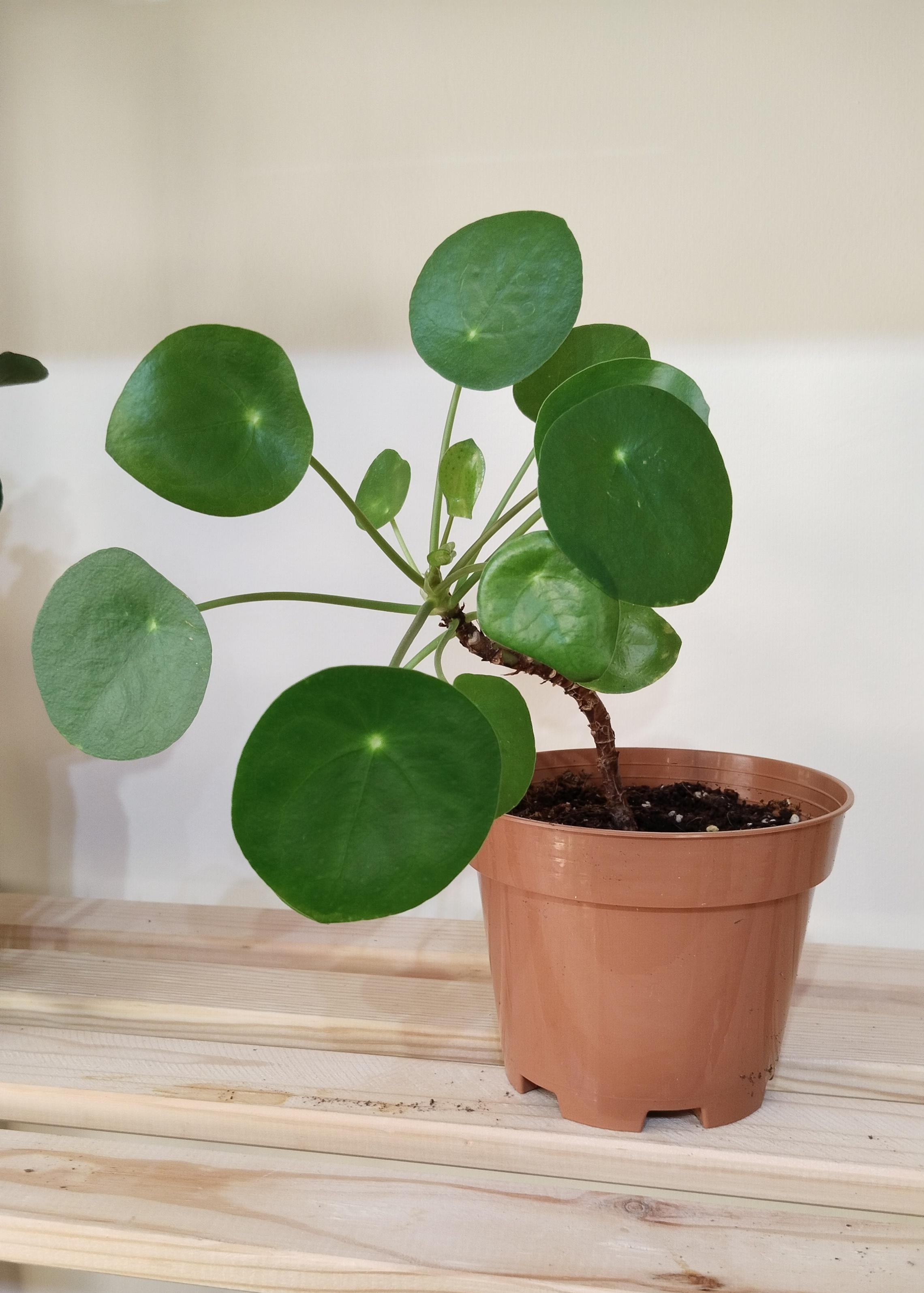 Pilea%20Peperomioides%20İç%20Mekan%20Bitkisi