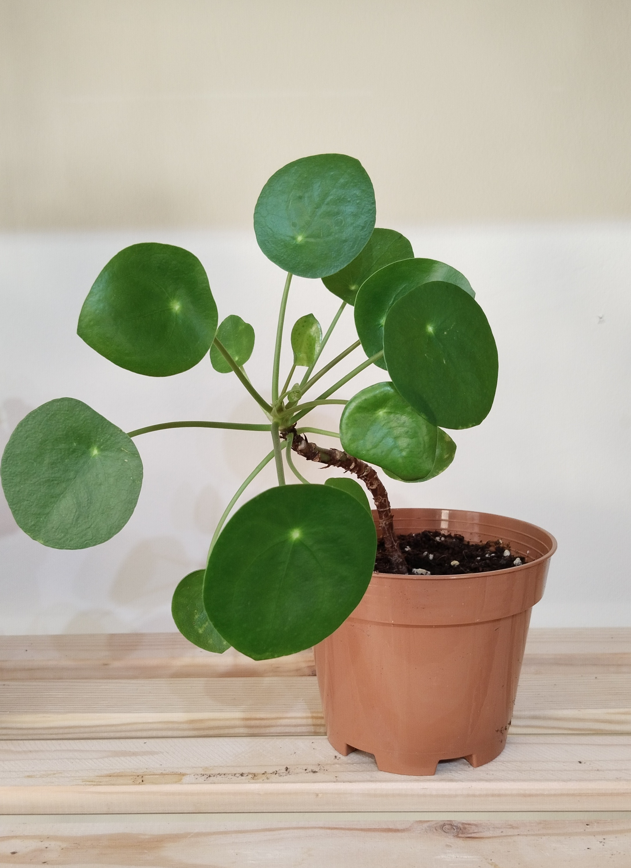 Pilea%20Peperomioides%20İç%20Mekan%20Bitkisi