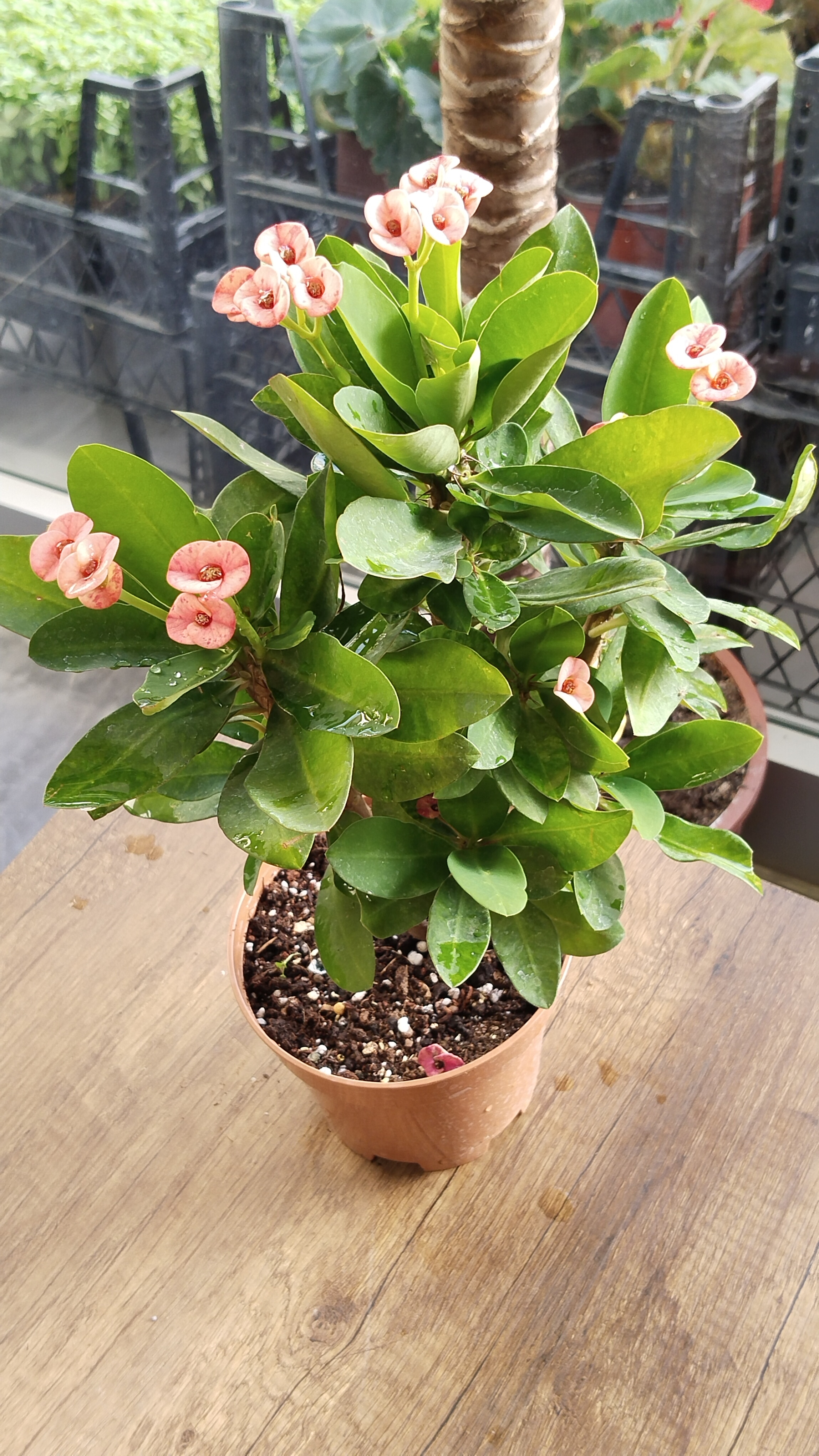 Dikenler%20Tacı%20Çiçeği%20(Euphorbia)