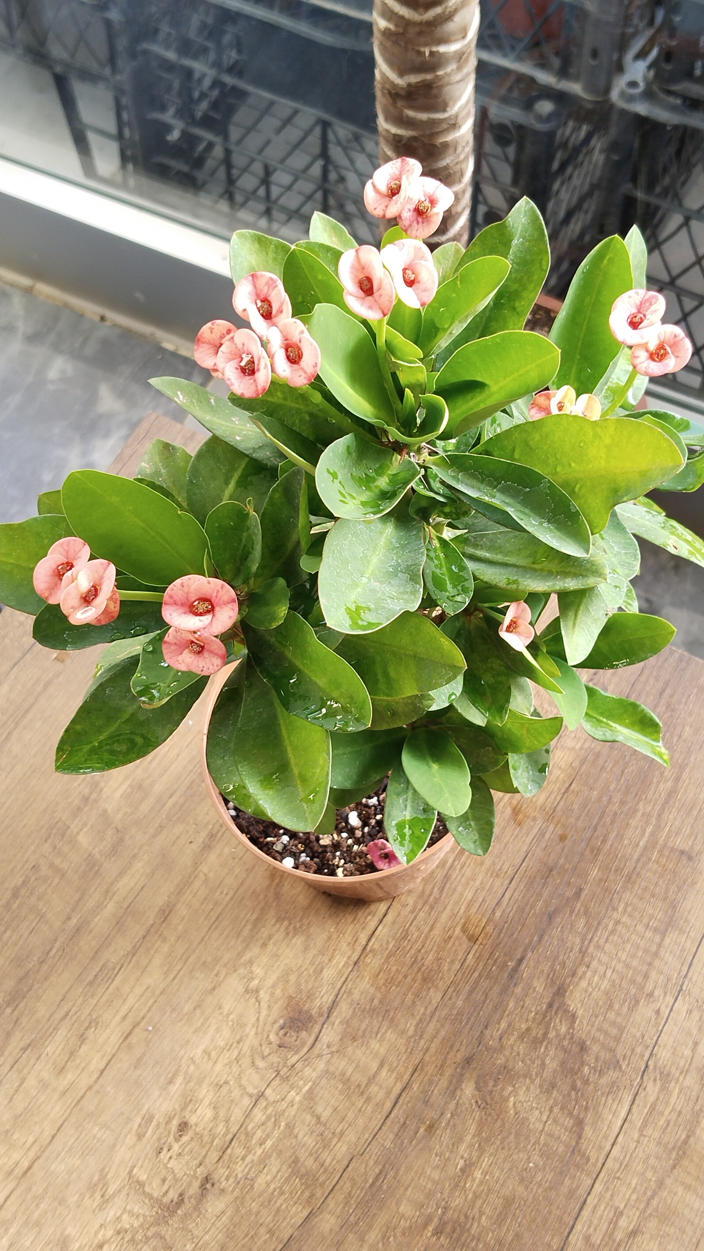 Dikenler%20Tacı%20Çiçeği%20(Euphorbia)