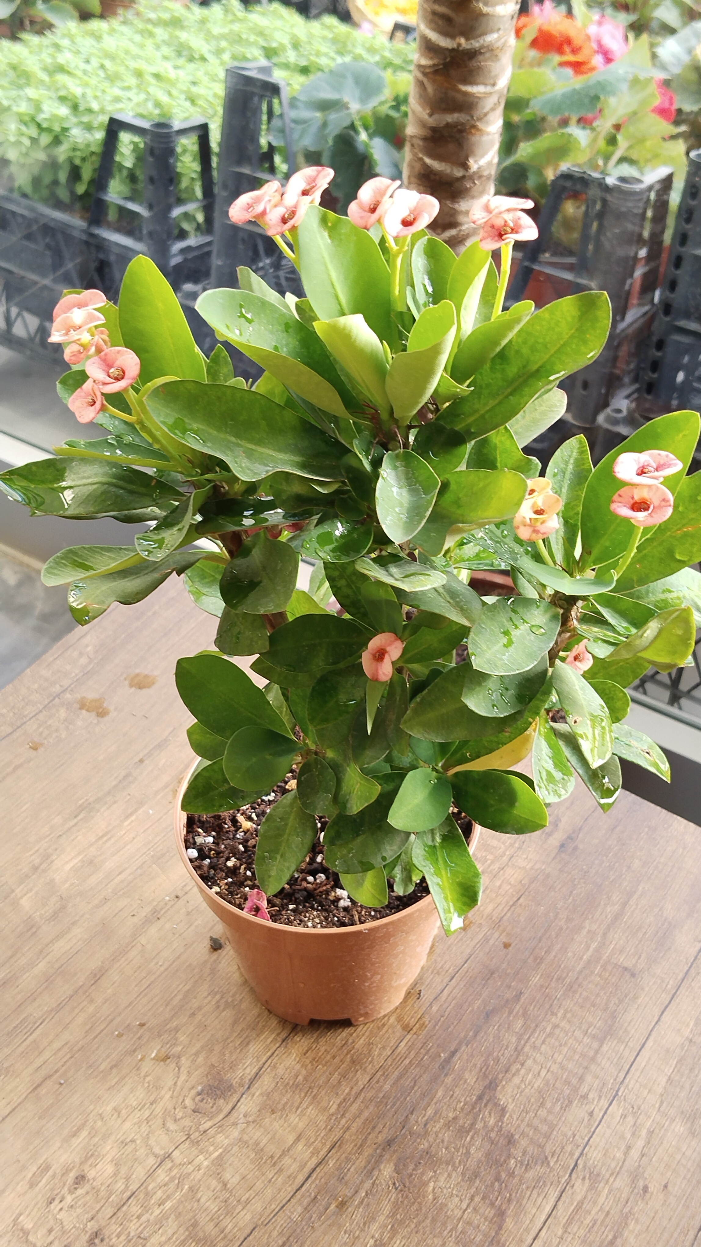 Dikenler%20Tacı%20Çiçeği%20(Euphorbia)