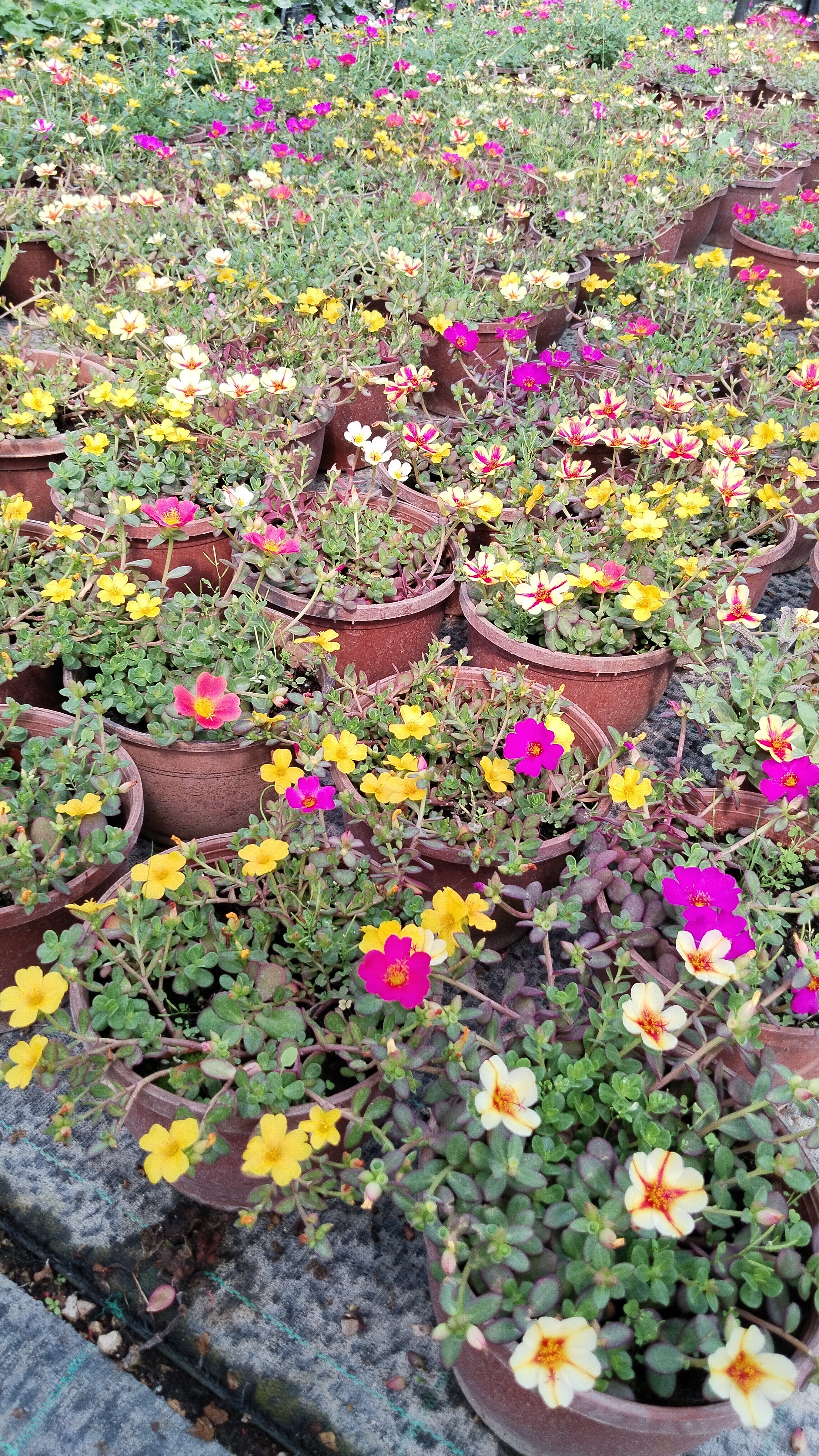 Portulaca%20Yubi%20(Semizotu%20Yapraklı%20İpek%20Çiçeği