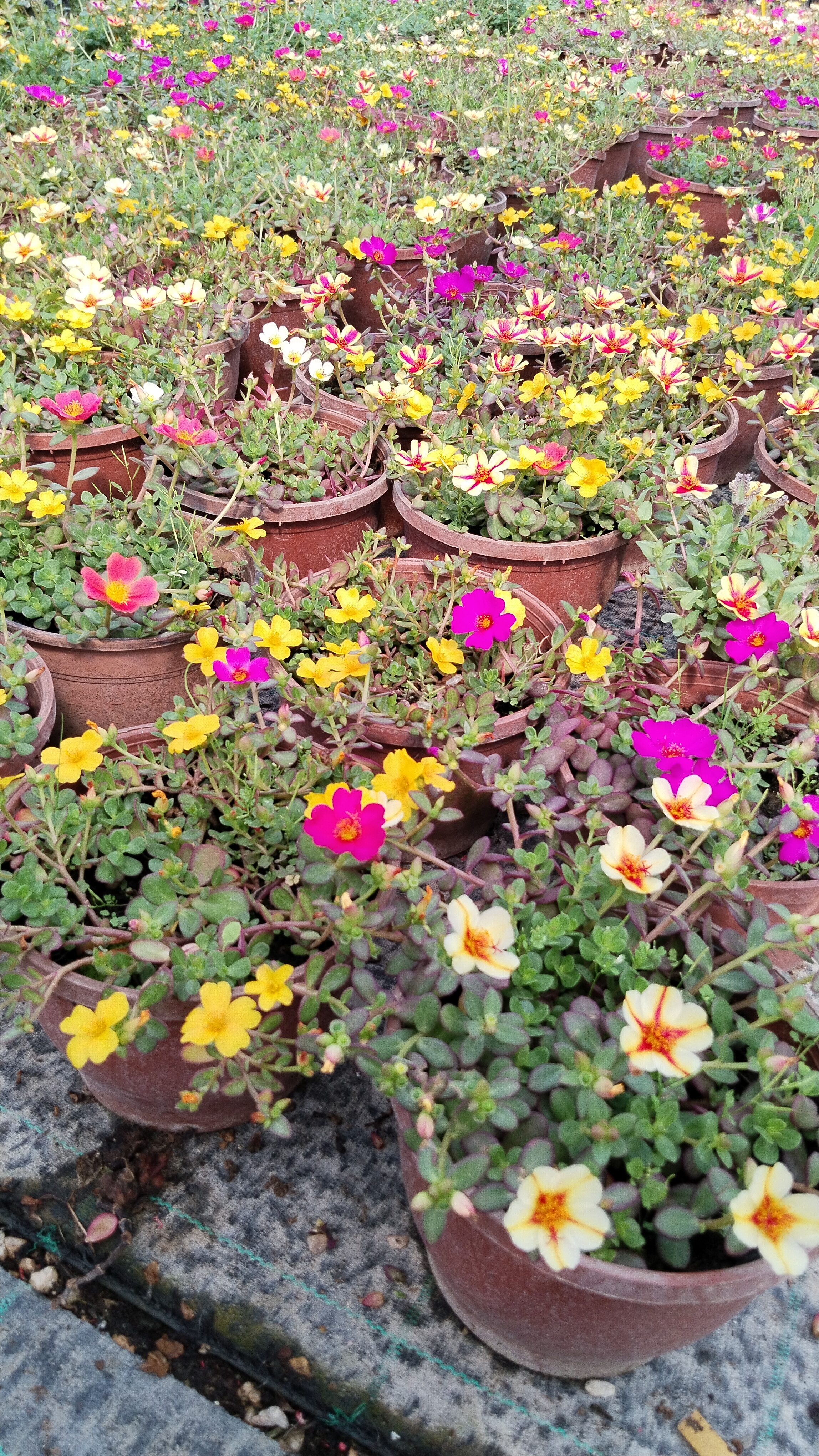 Portulaca%20Yubi%20(Semizotu%20Yapraklı%20İpek%20Çiçeği