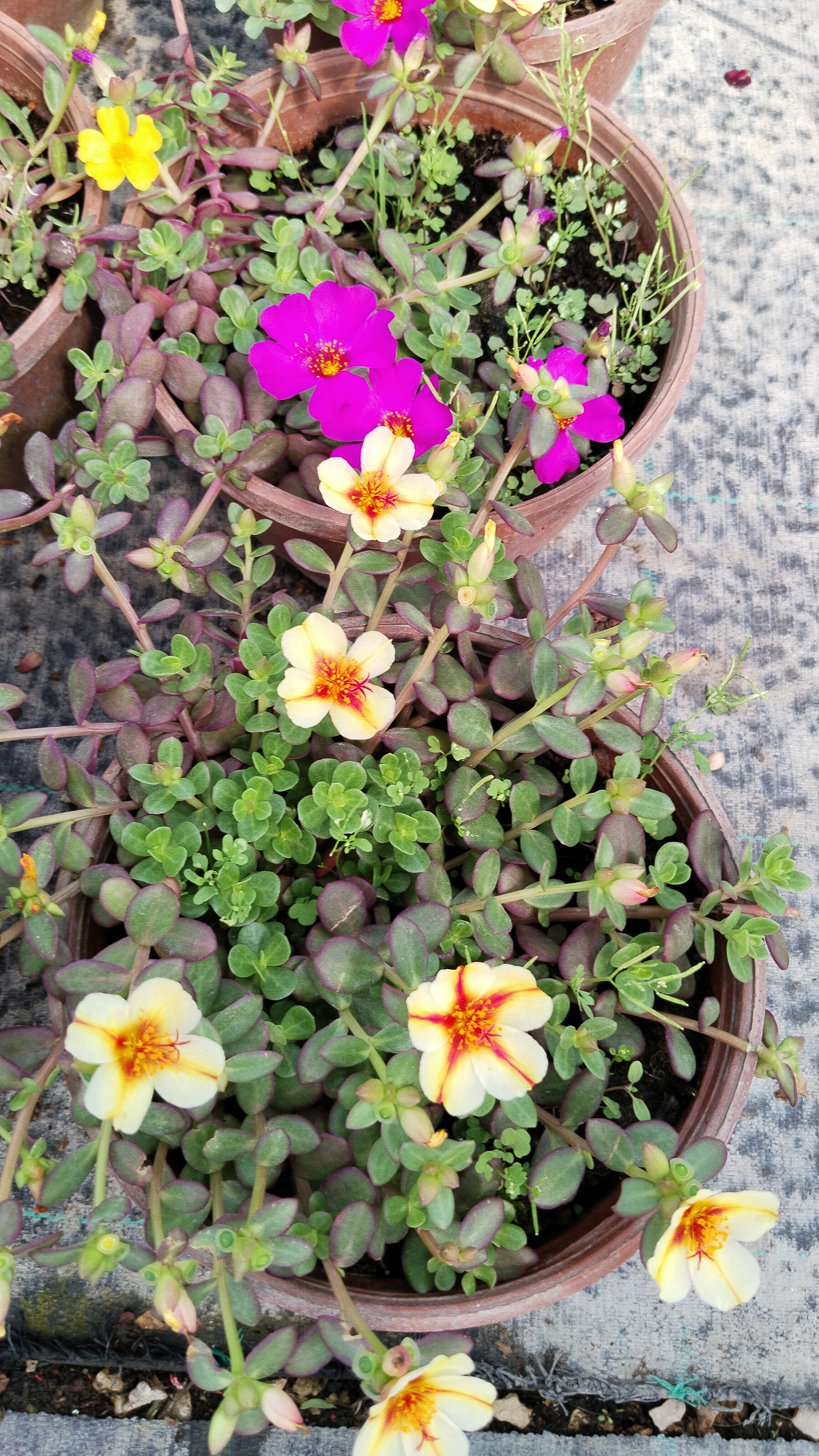 Portulaca%20Yubi%20(Semizotu%20Yapraklı%20İpek%20Çiçeği