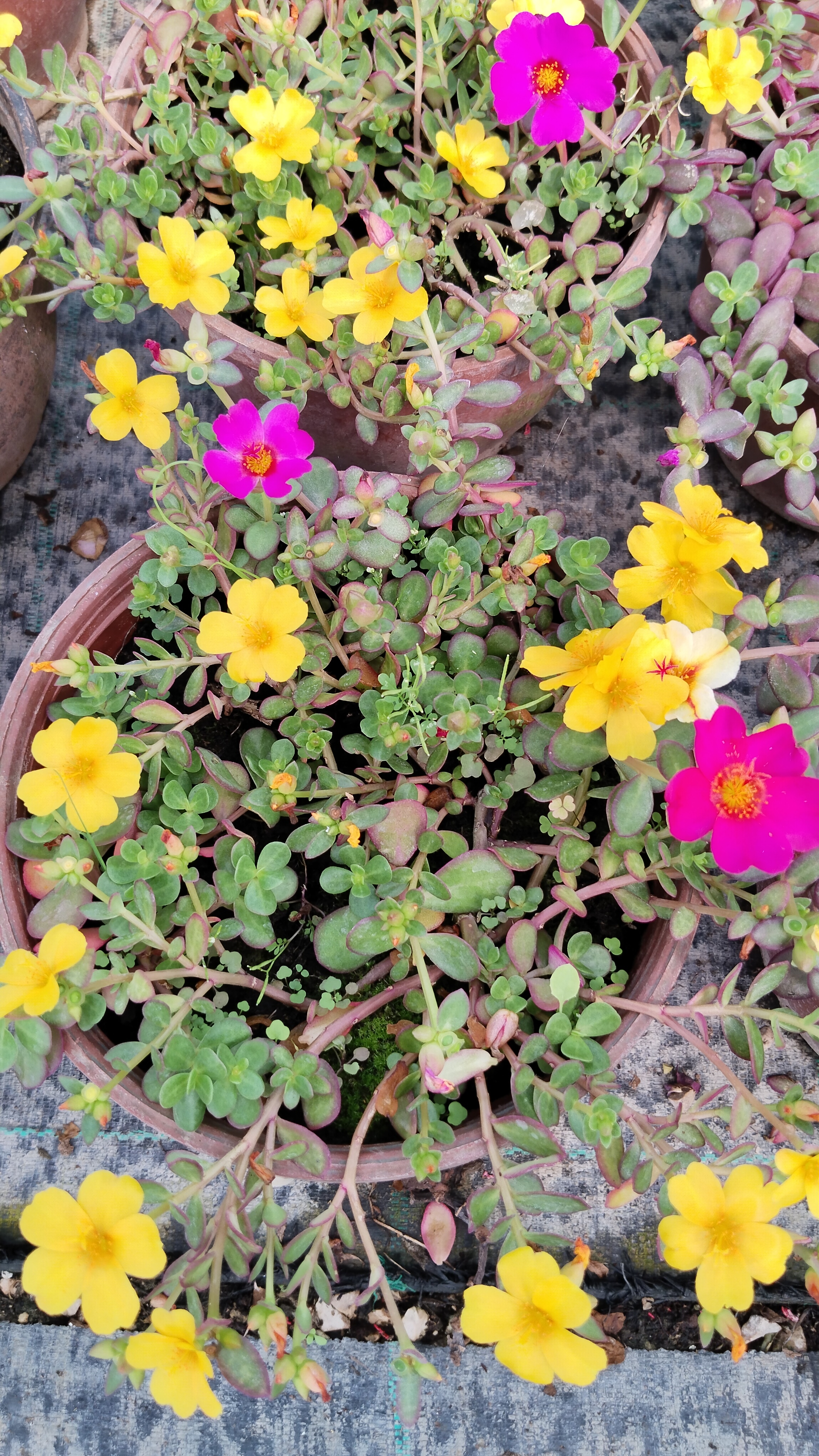 Portulaca%20Yubi%20(Semizotu%20Yapraklı%20İpek%20Çiçeği