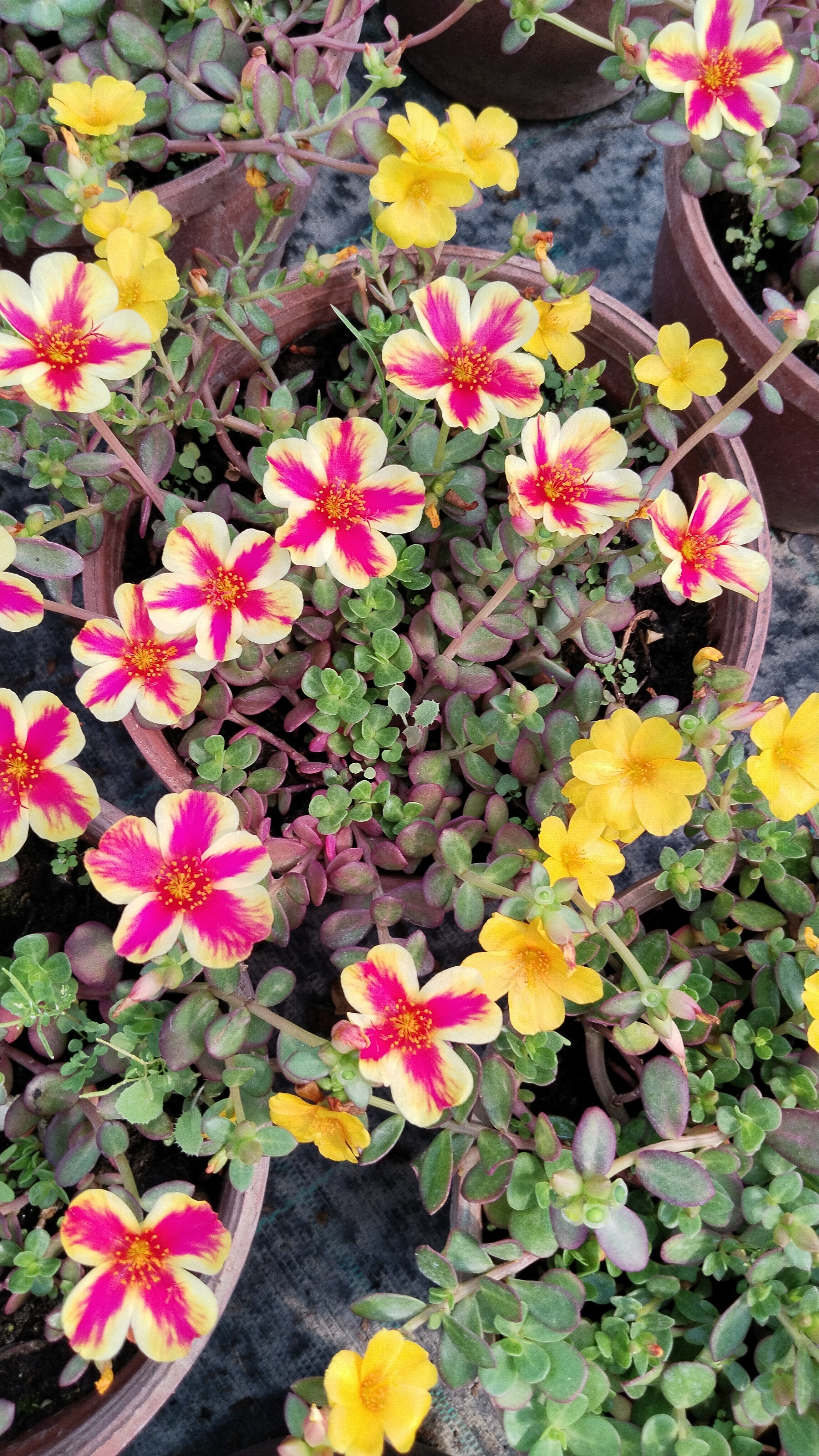 Portulaca%20Yubi%20(Semizotu%20Yapraklı%20İpek%20Çiçeği