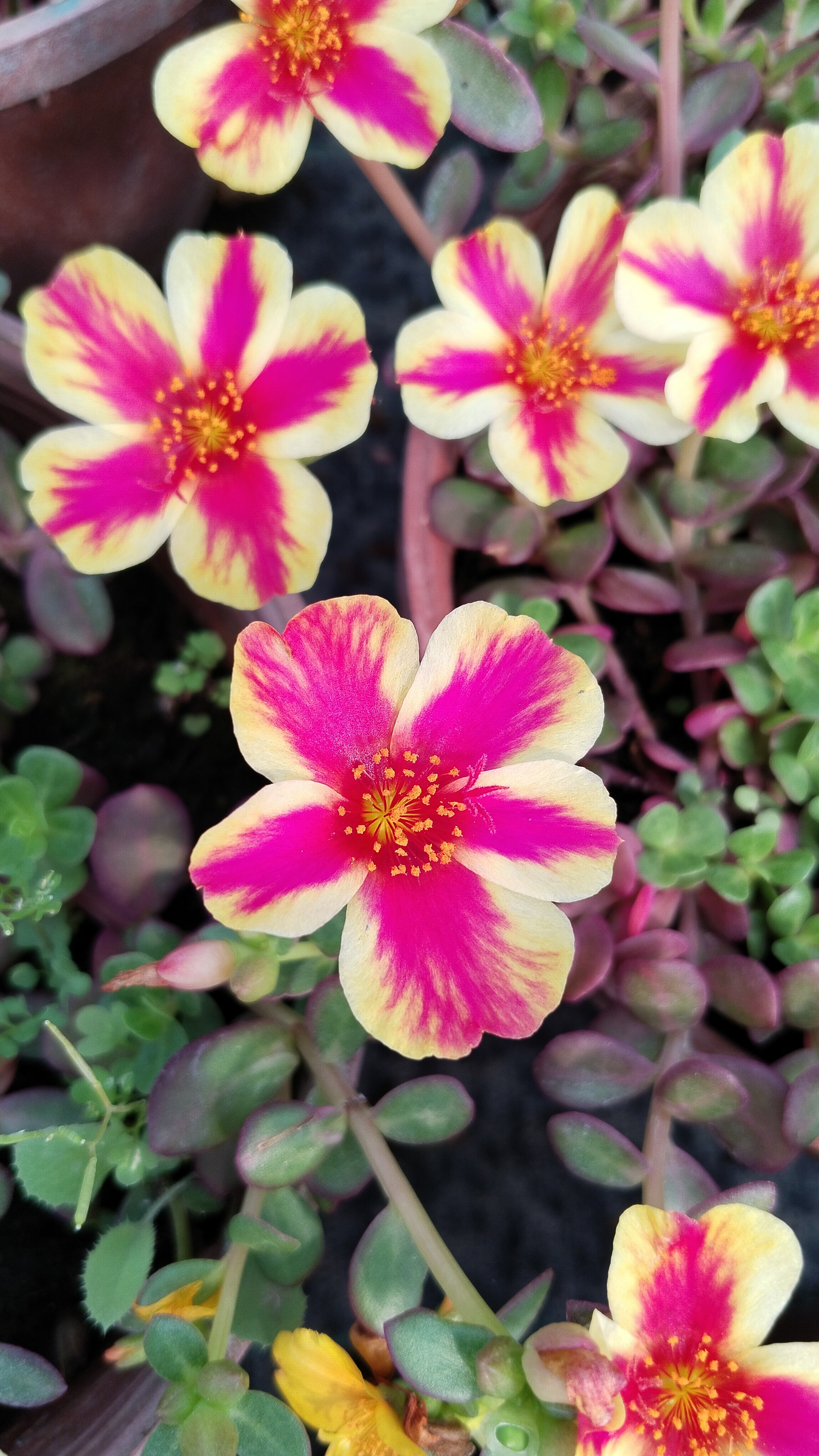 Portulaca%20Yubi%20(Semizotu%20Yapraklı%20İpek%20Çiçeği