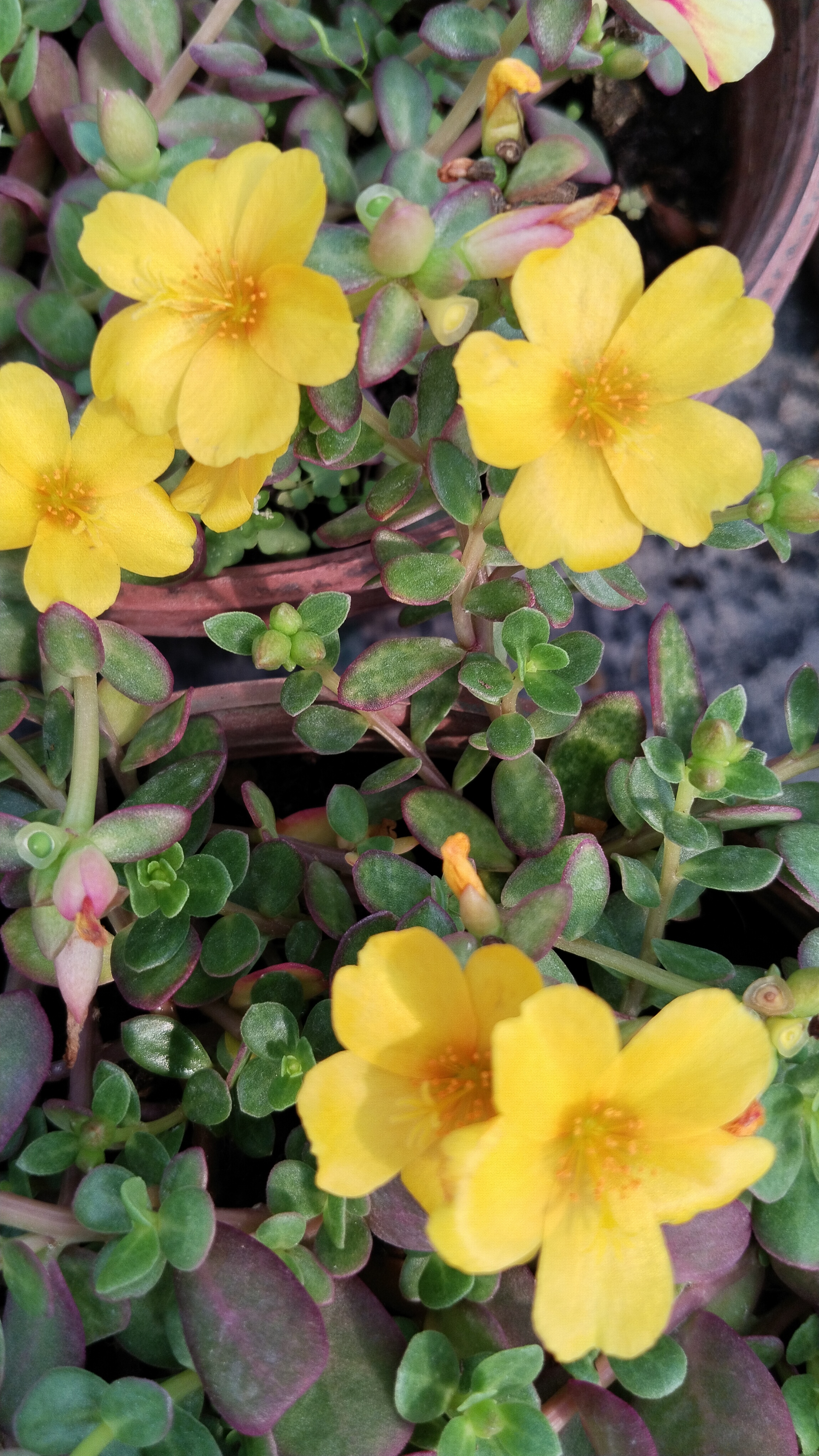 Portulaca%20Yubi%20(Semizotu%20Yapraklı%20İpek%20Çiçeği