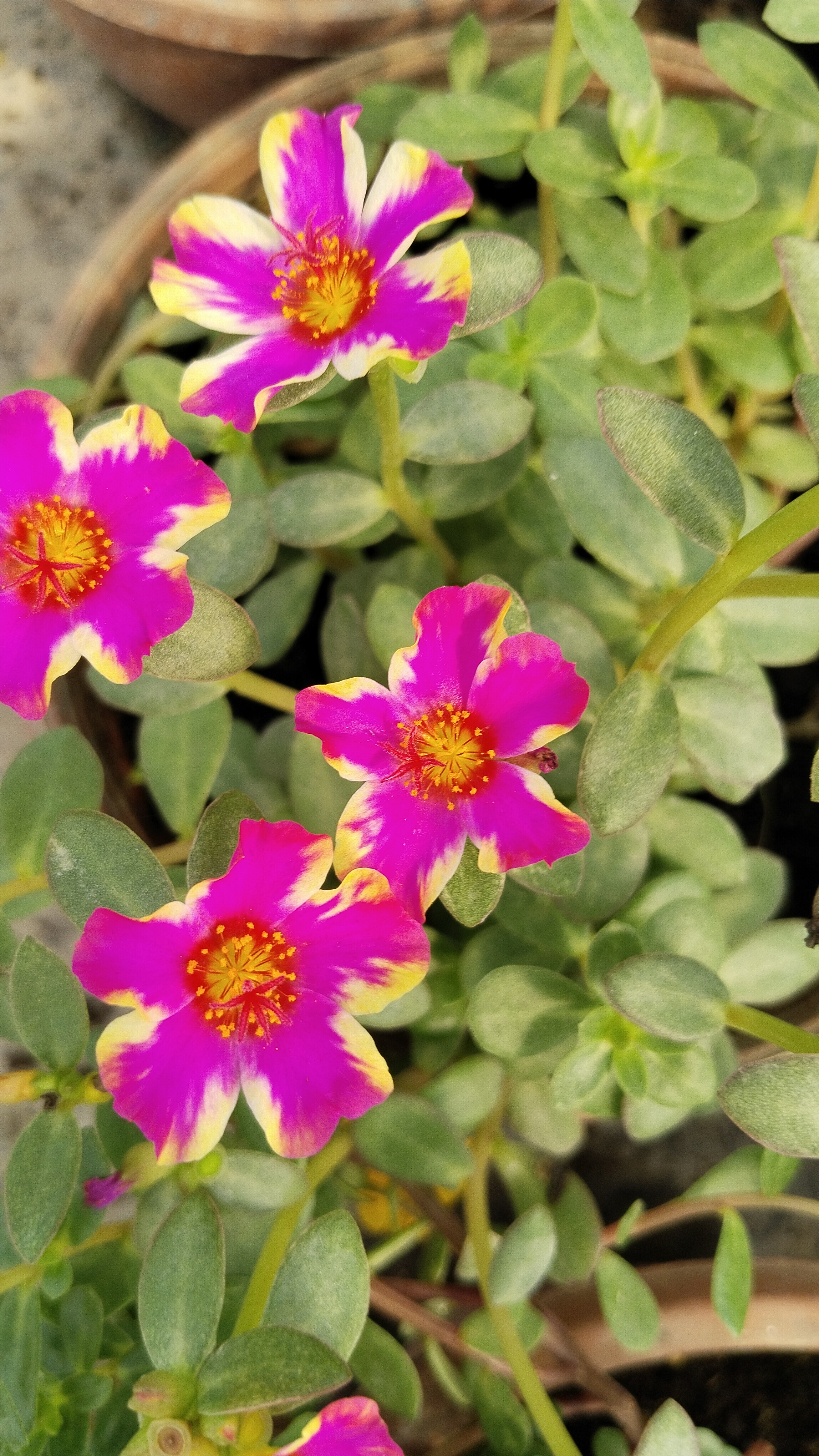 Portulaca%20Yubi%20(Semizotu%20Yapraklı%20İpek%20Çiçeği