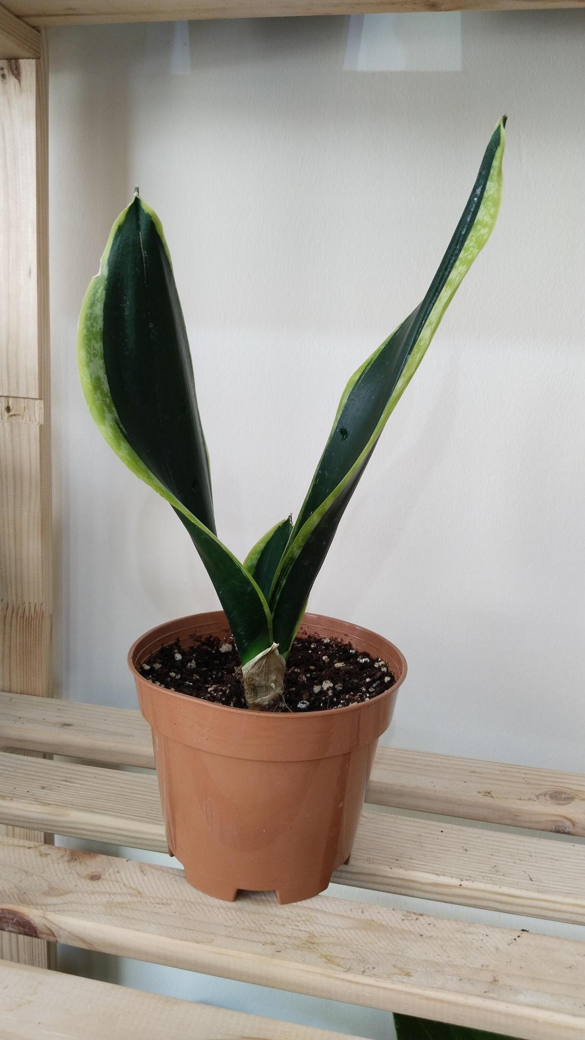 Sansevieria-Black%20Gold-%20Kılıç%20Çiçeği%20