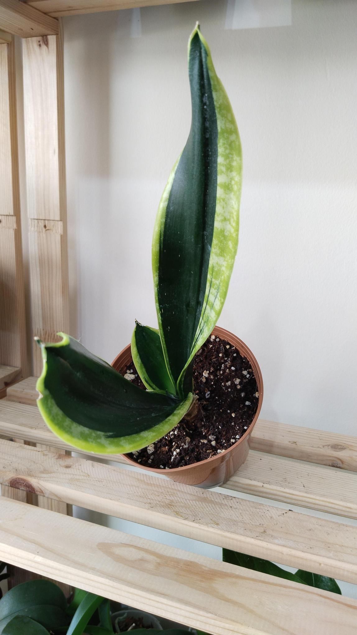 Sansevieria-Black%20Gold-%20Kılıç%20Çiçeği%20