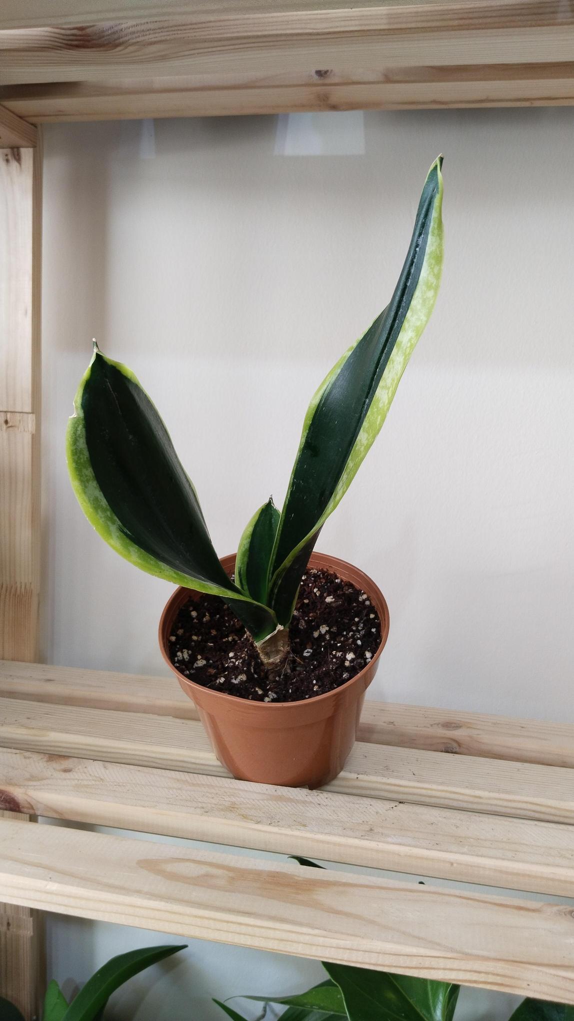 Sansevieria-Black%20Gold-%20Kılıç%20Çiçeği%20