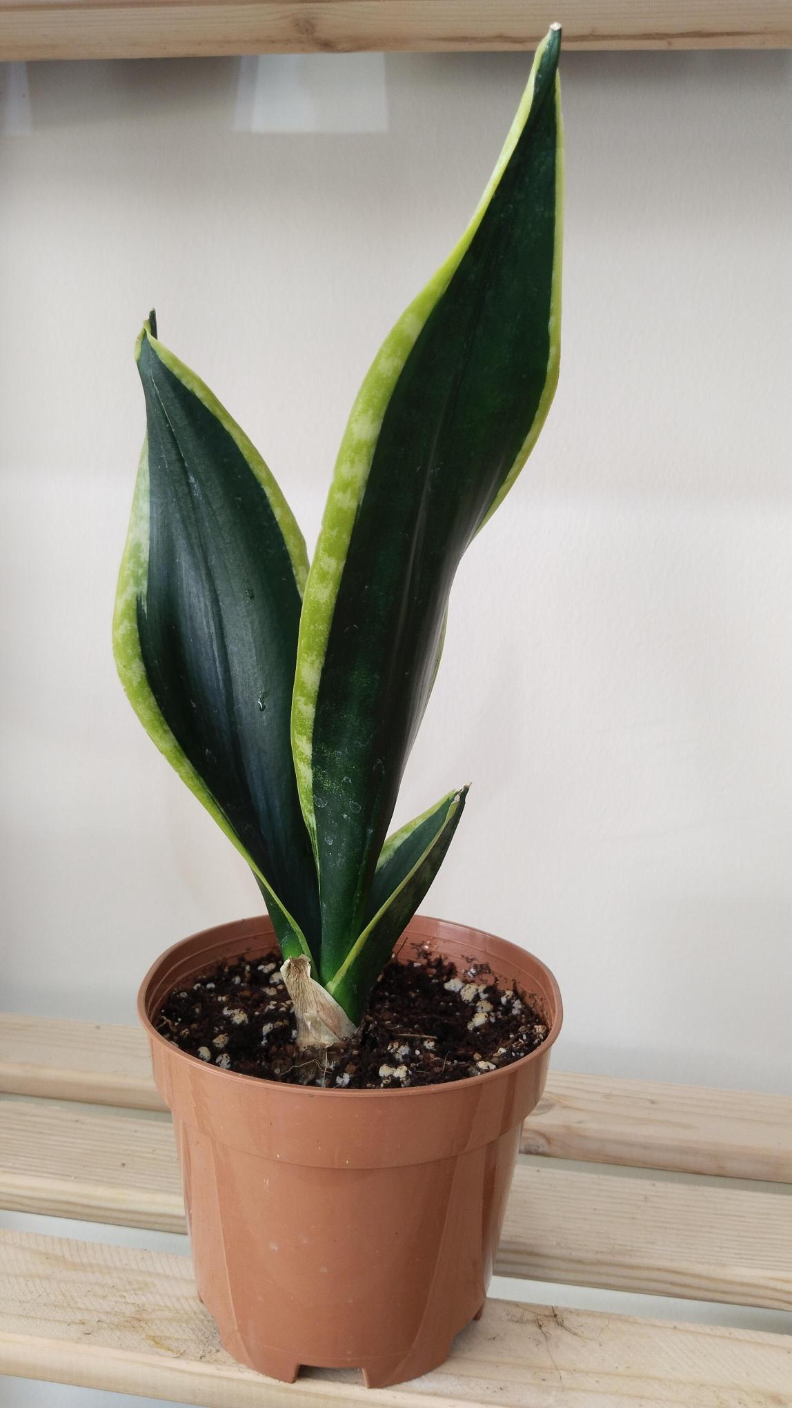 Sansevieria-Black%20Gold-%20Kılıç%20Çiçeği%20