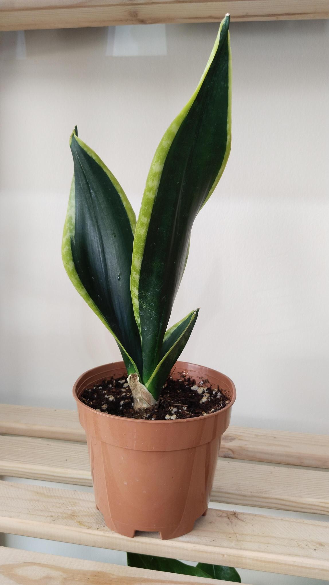 Sansevieria-Black%20Gold-%20Kılıç%20Çiçeği%20