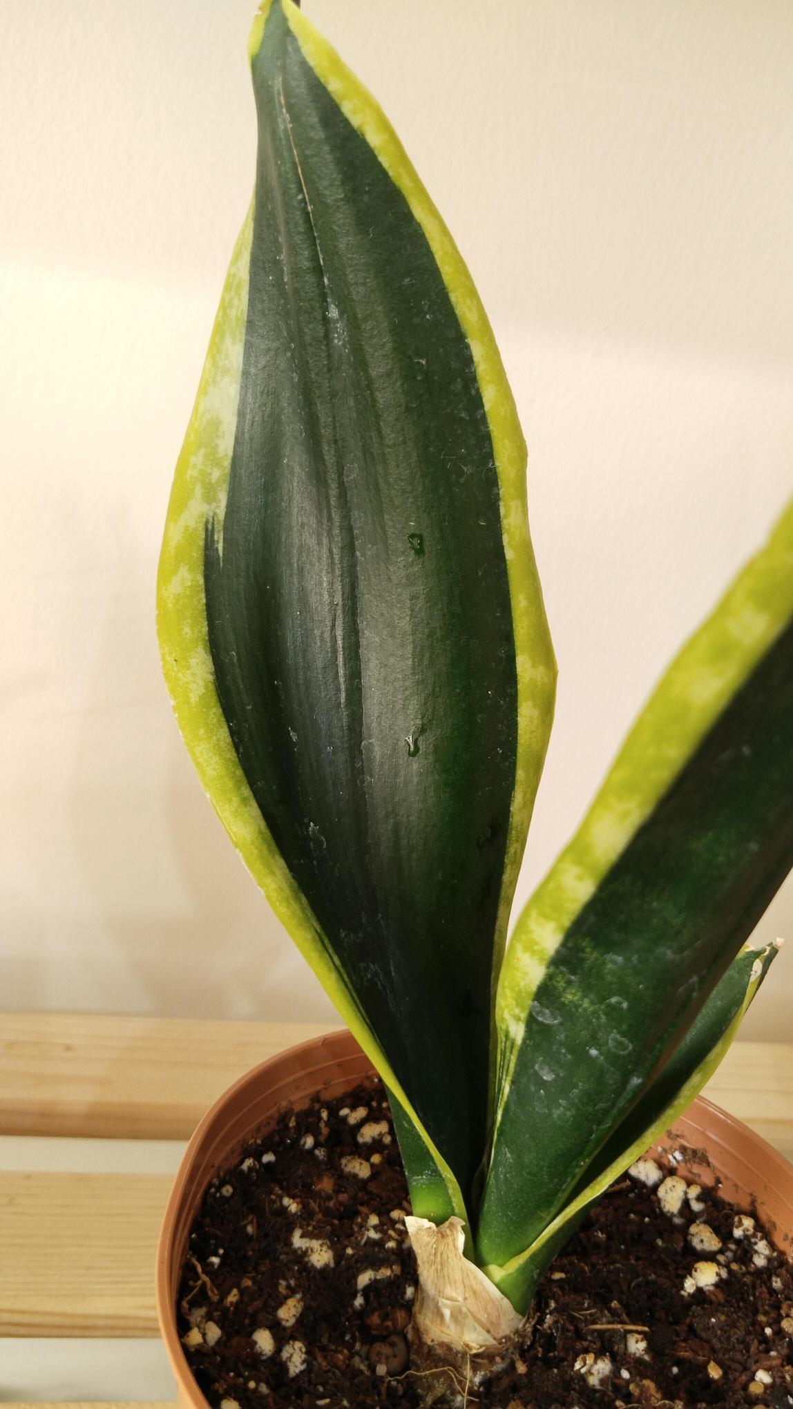 Sansevieria-Black%20Gold-%20Kılıç%20Çiçeği%20