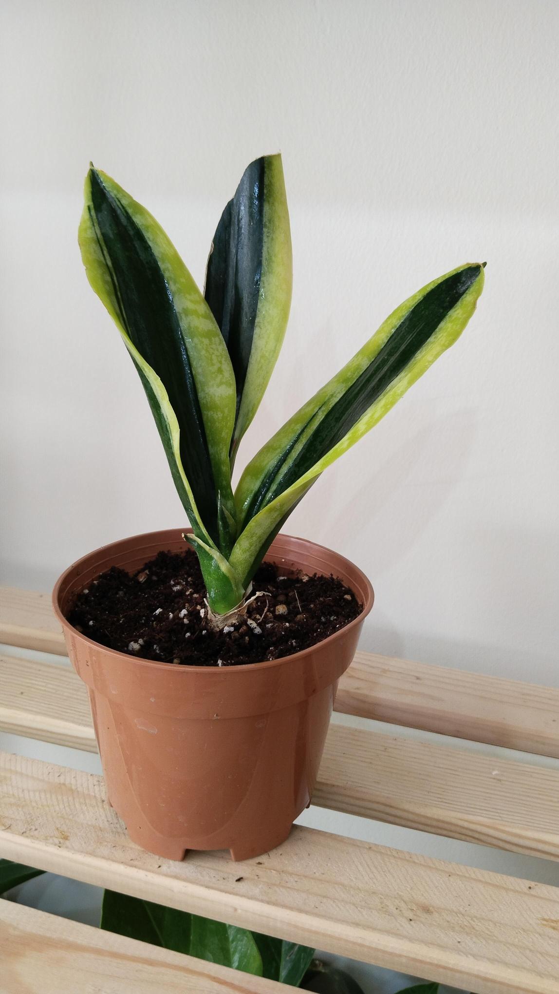 Sansevieria-Black%20Gold-%20Kılıç%20Çiçeği%20