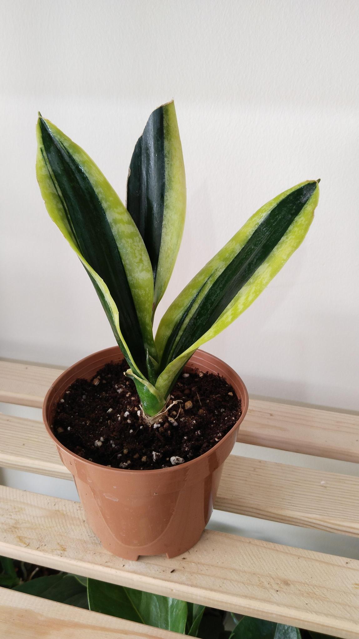 Sansevieria-Black%20Gold-%20Kılıç%20Çiçeği%20