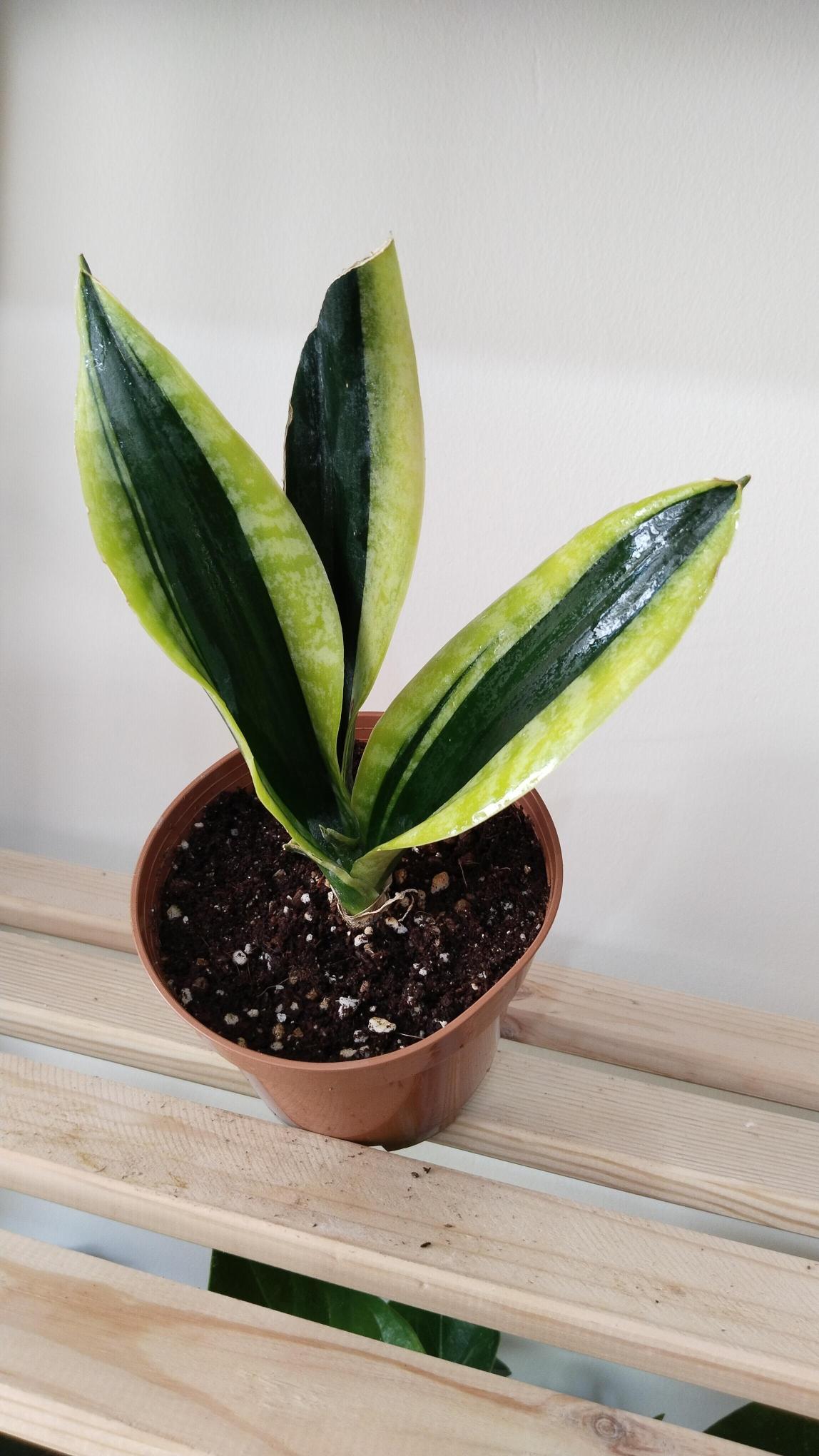 Sansevieria-Black%20Gold-%20Kılıç%20Çiçeği%20