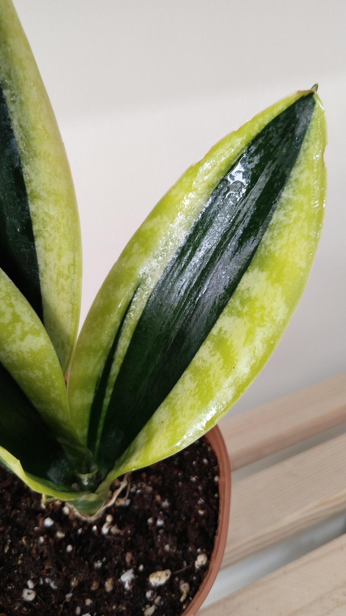 Sansevieria-Black%20Gold-%20Kılıç%20Çiçeği%20