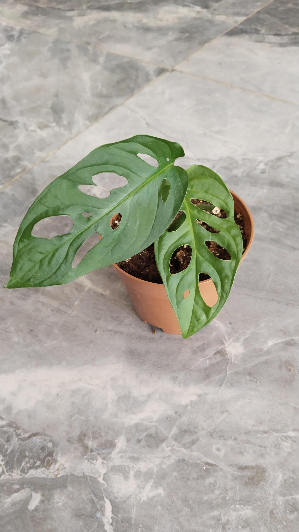 Monstera%20Monkey%20Delikli%20ithal%2012cm%20Saksıda