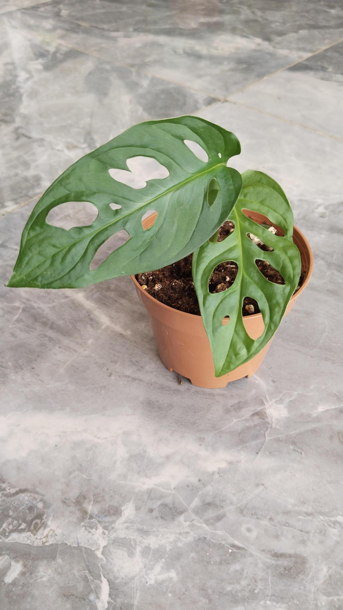 Monstera%20Monkey%20Delikli%20ithal%2012cm%20Saksıda