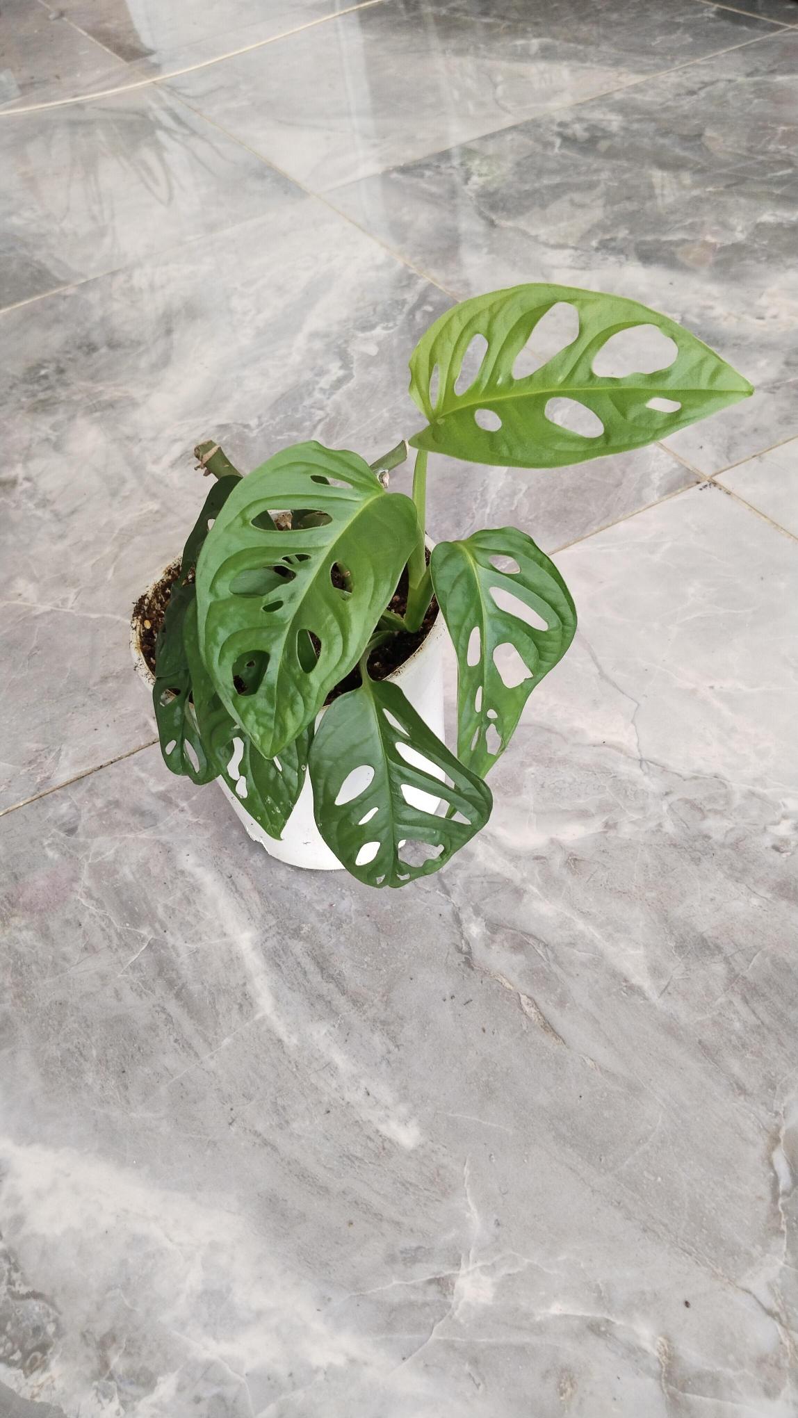 %20Delikli%20%20monstera%20monkey%20