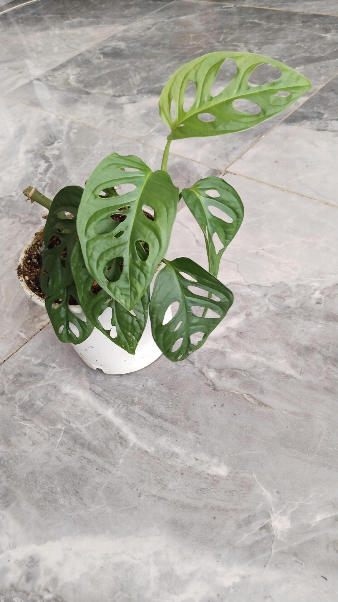 %20Delikli%20%20monstera%20monkey%20