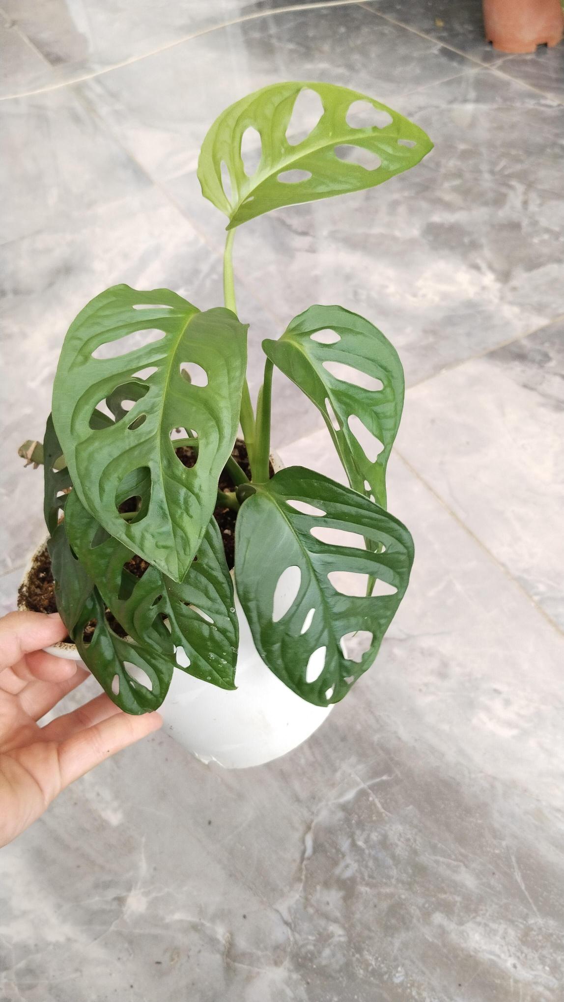 %20Delikli%20%20monstera%20monkey%20