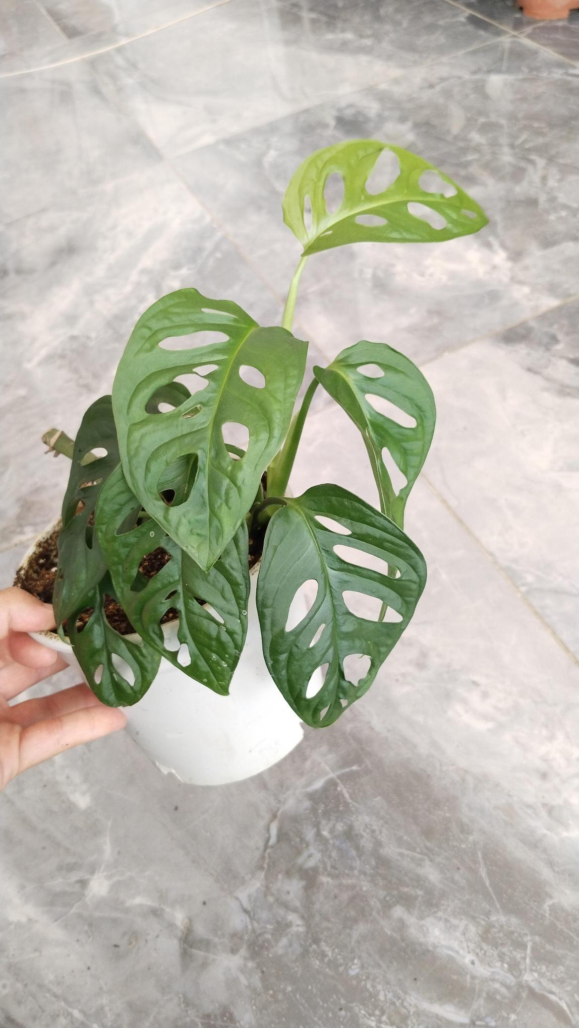 %20Delikli%20%20monstera%20monkey%20