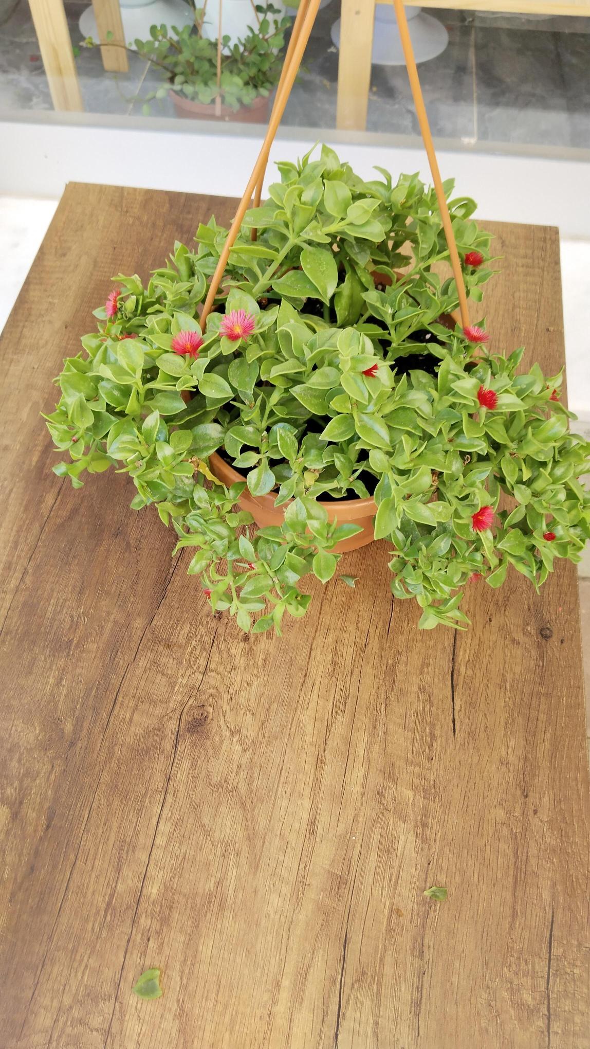 Buz%20Çiçeği%20Aptenia%20Cordifolia%20Askılı%20saksıda