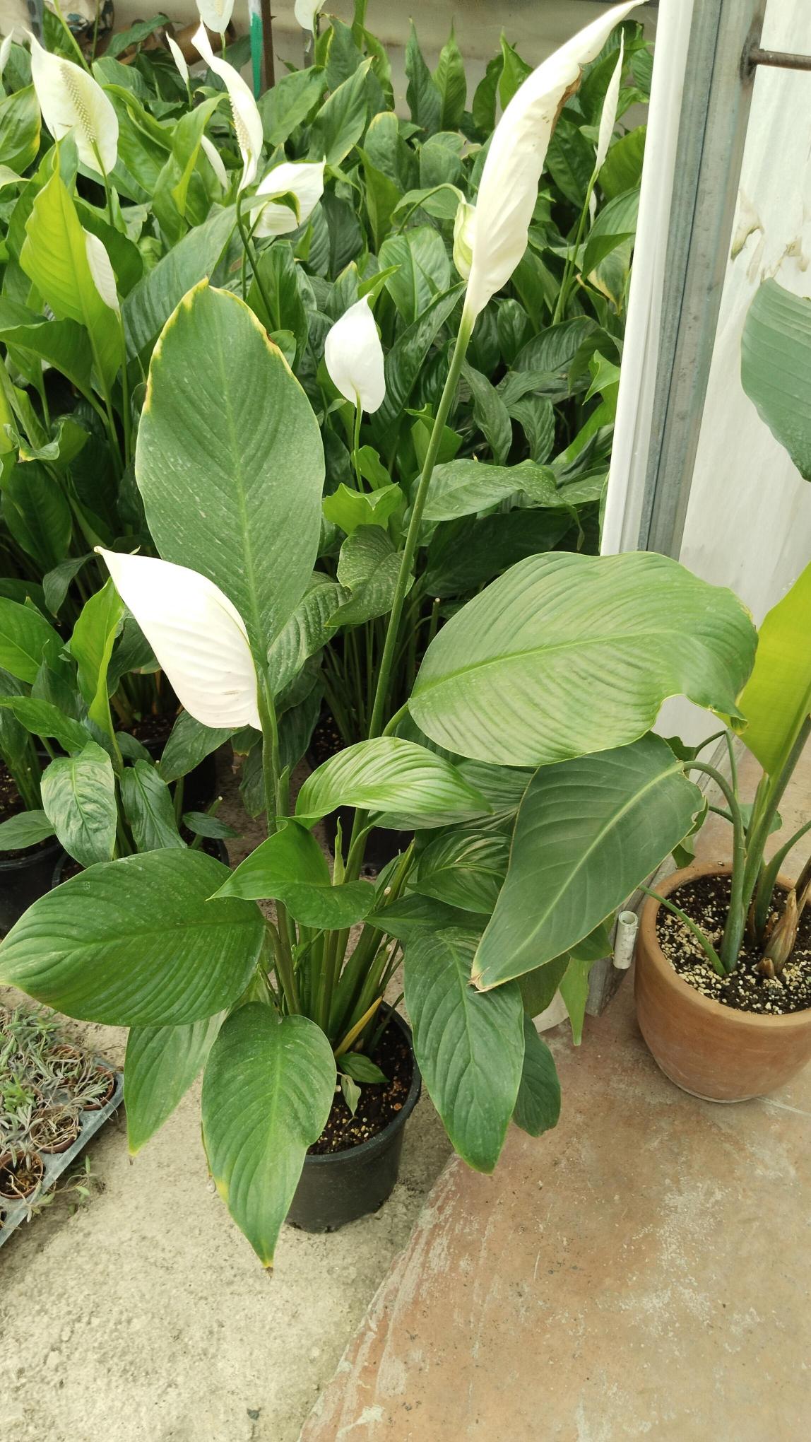 Barış%20Çiçeği%20(Spathiphyllum)-%20Yelken%20çiçeği%20100cm