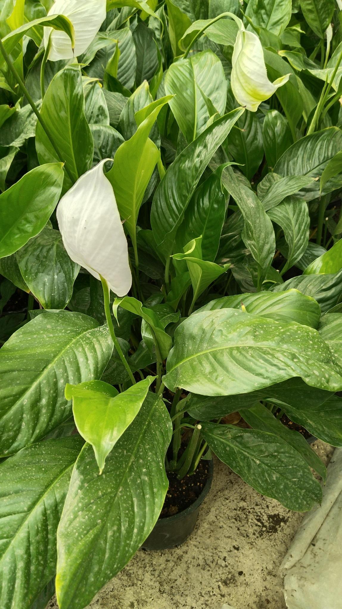 Barış%20Çiçeği%20(Spathiphyllum)-%20Yelken%20çiçeği%20100cm