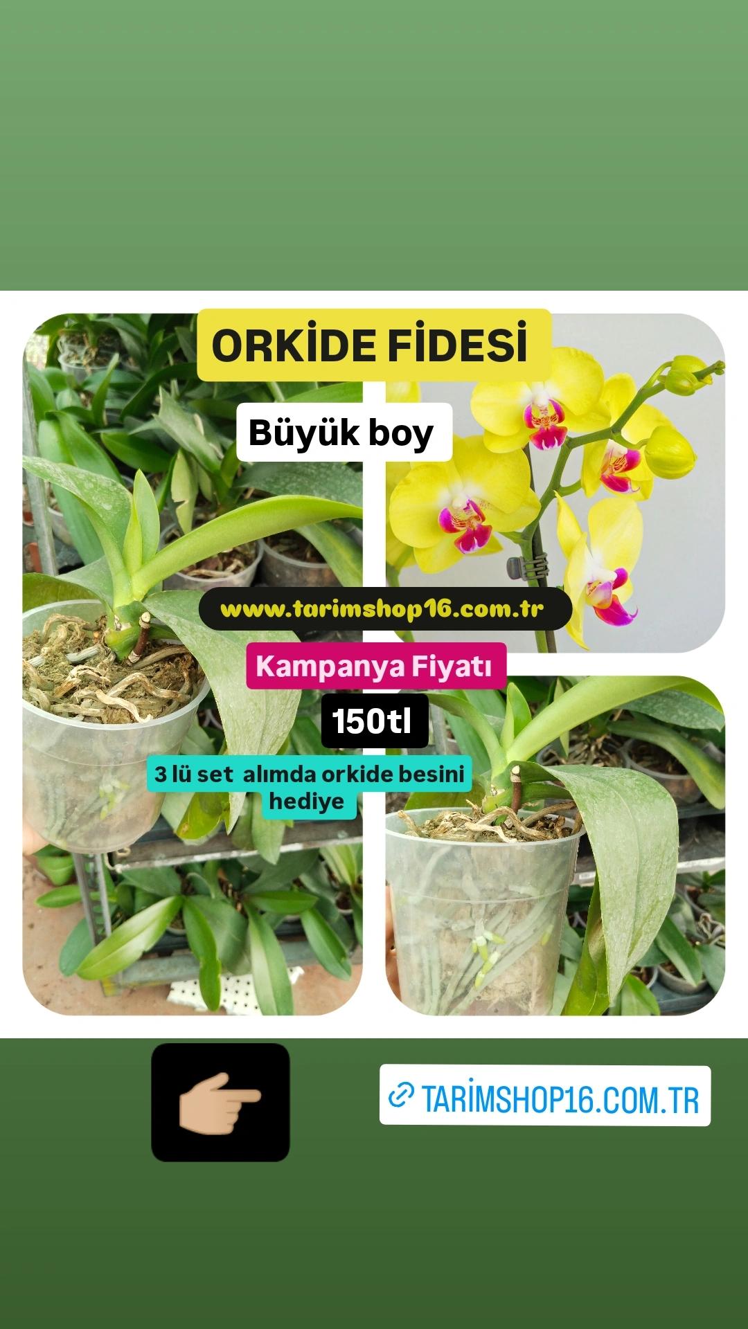 %20Orkide%20Çiçeği%20Fidesi%20Büyük%20Boy