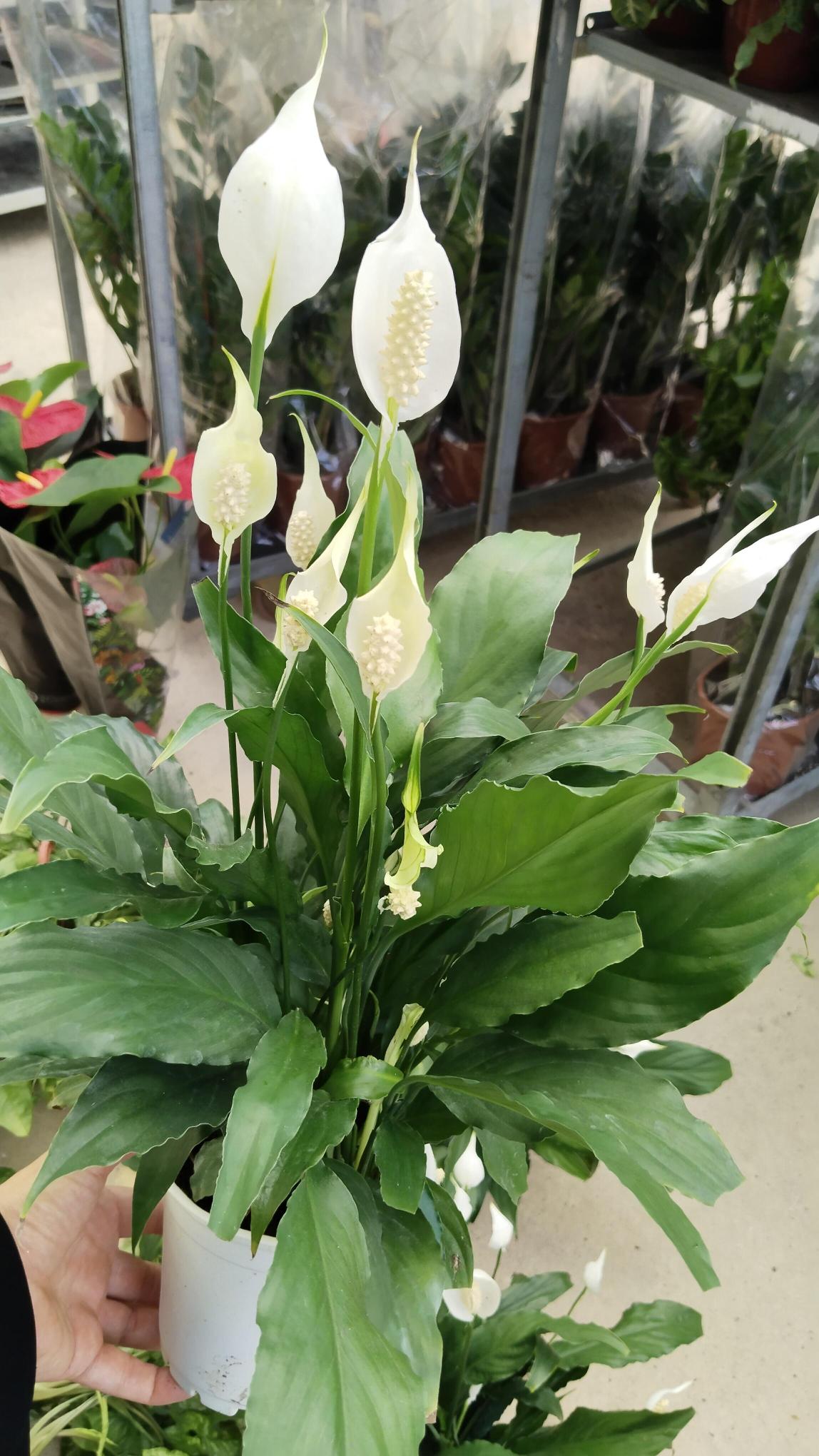 Barış%20-Yelken%20%20Çiçeği%20Spathiphyllum%2060-70cm