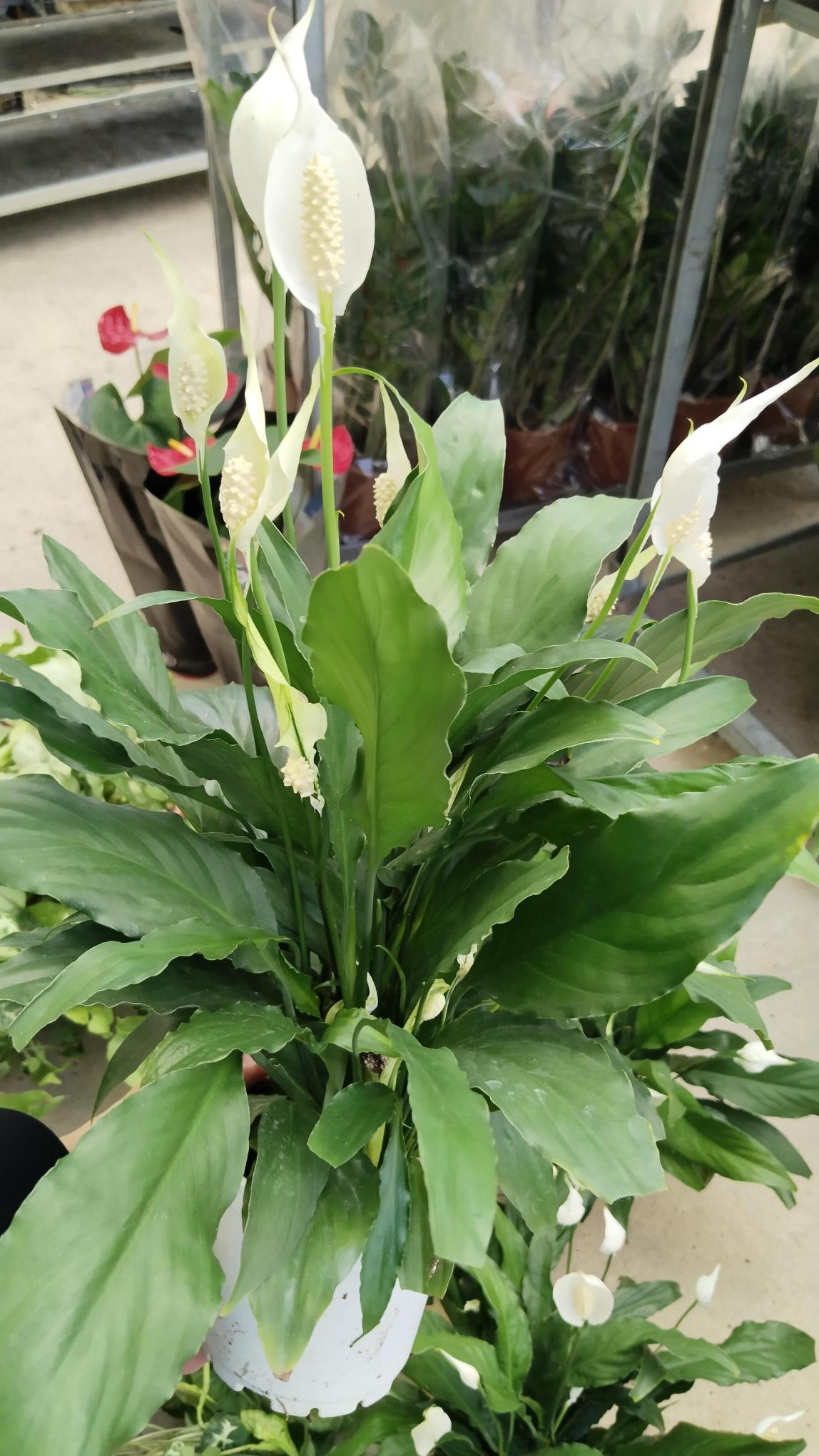 Barış%20-Yelken%20%20Çiçeği%20Spathiphyllum%2060-70cm