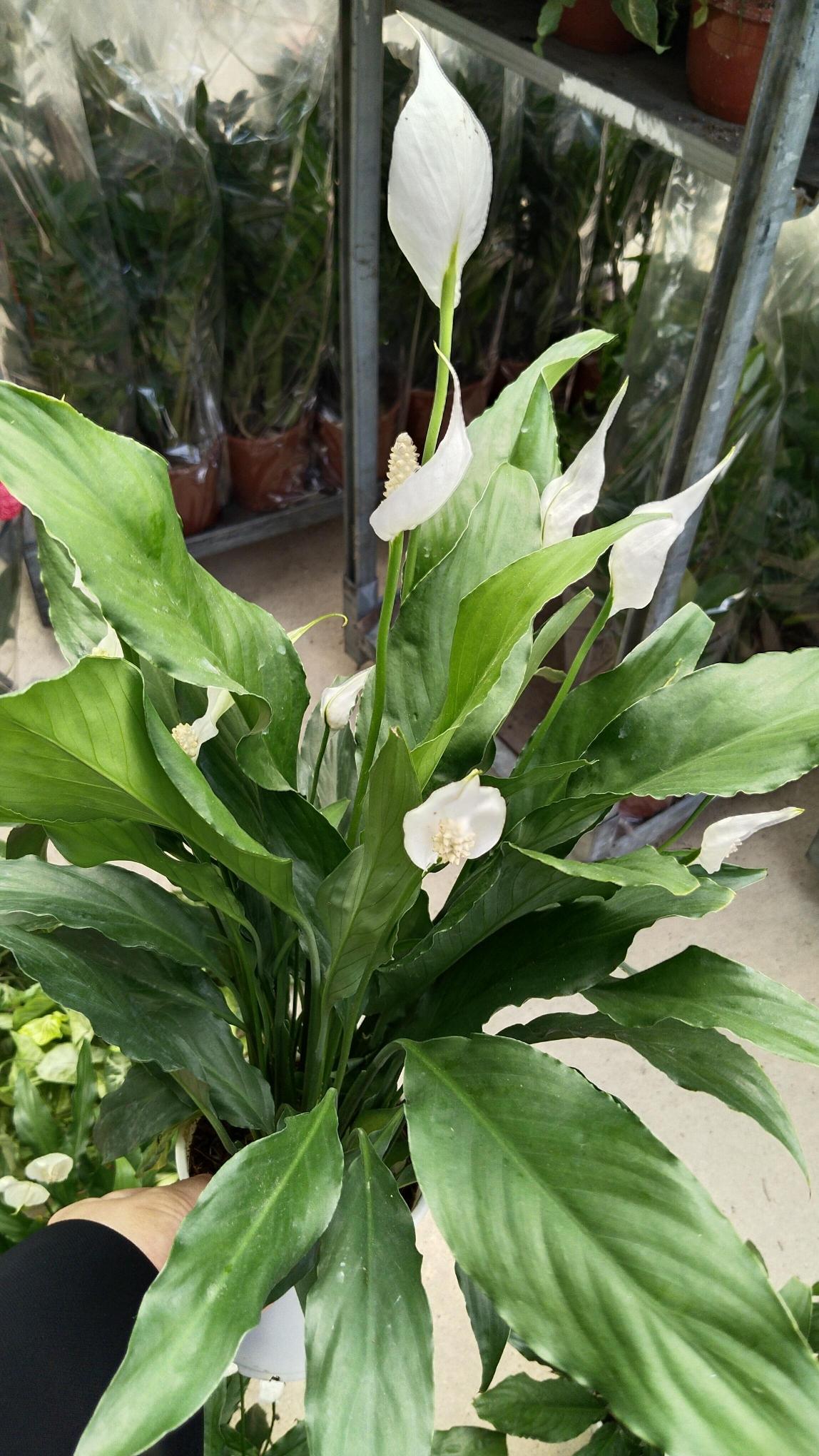 Barış%20-Yelken%20%20Çiçeği%20Spathiphyllum%2060-70cm