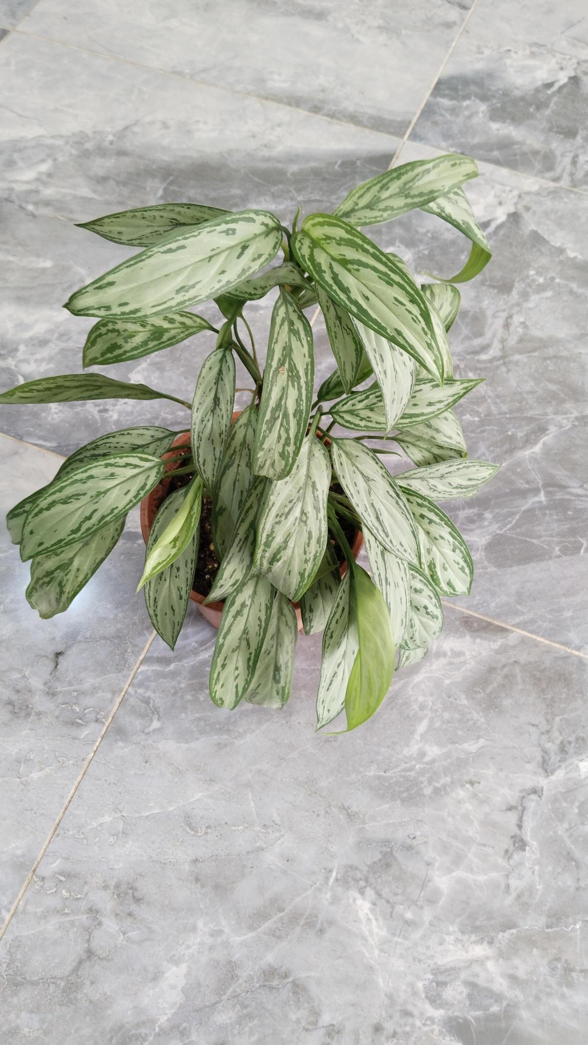 Aglaonema%20Silver%20Queen%20(Çin%20Herdemyeşili)%20Bitkisi