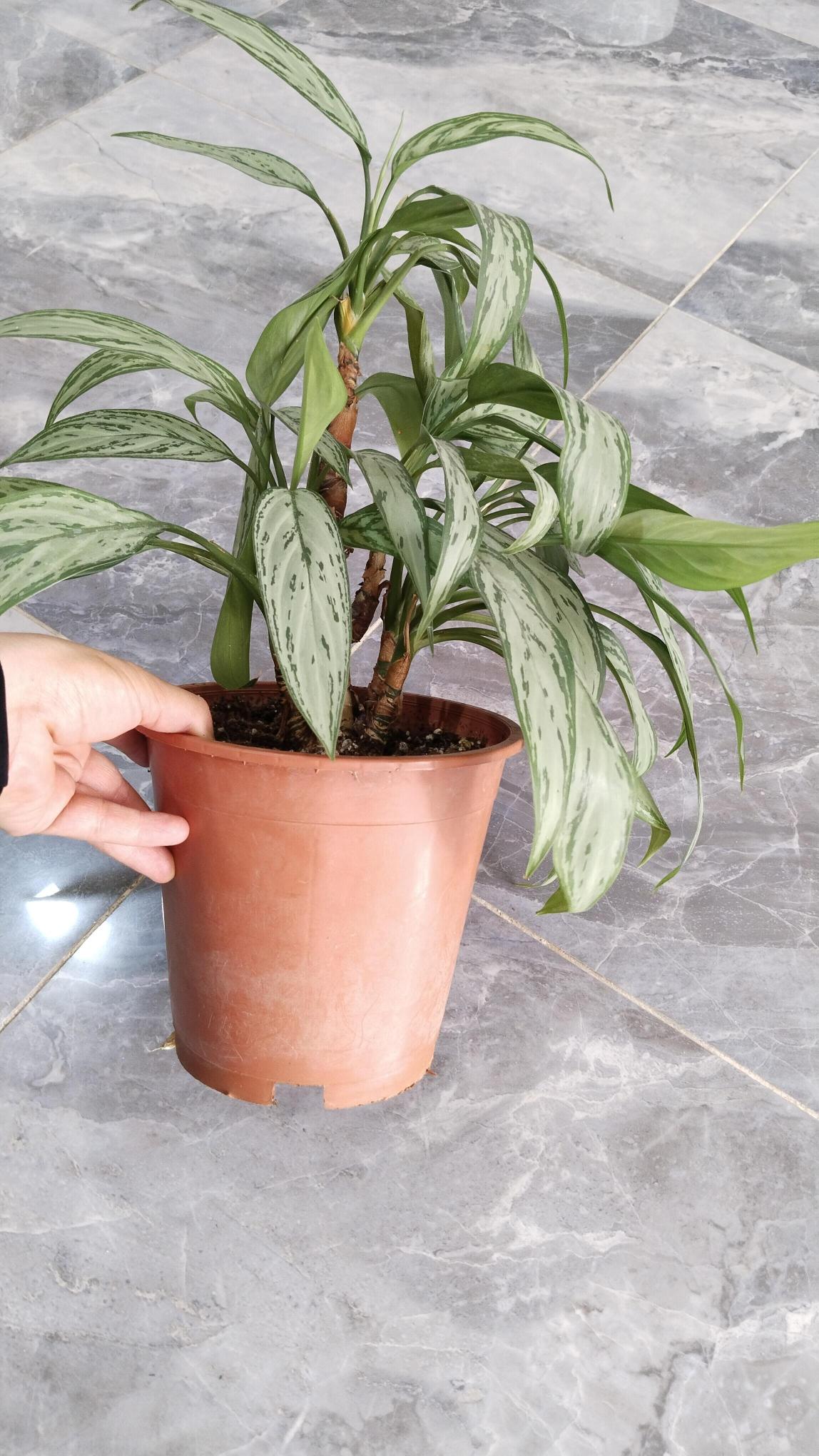 Aglaonema%20Silver%20Queen%20(Çin%20Herdemyeşili)%20Bitkisi