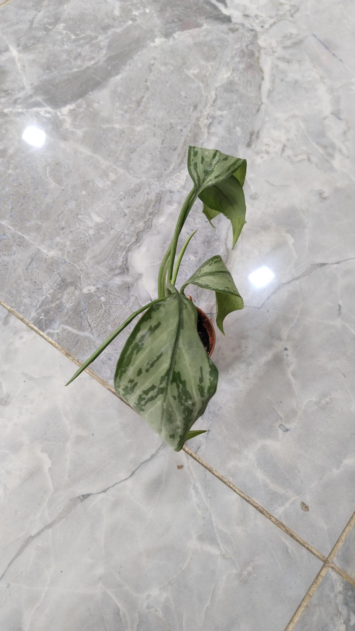 Aglonema%20(Aglaonema)%20Bitkisi